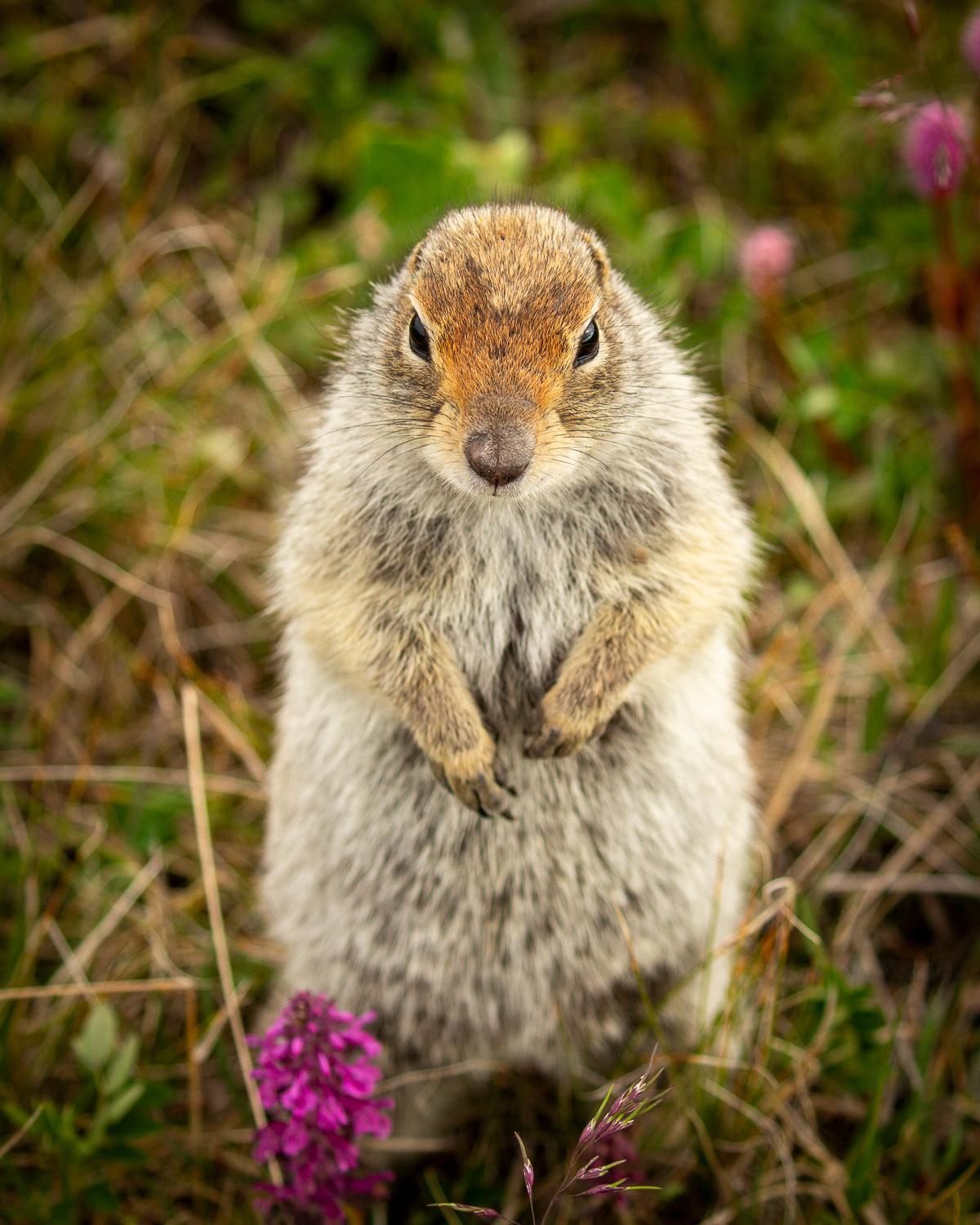 Arctic ground squirrel