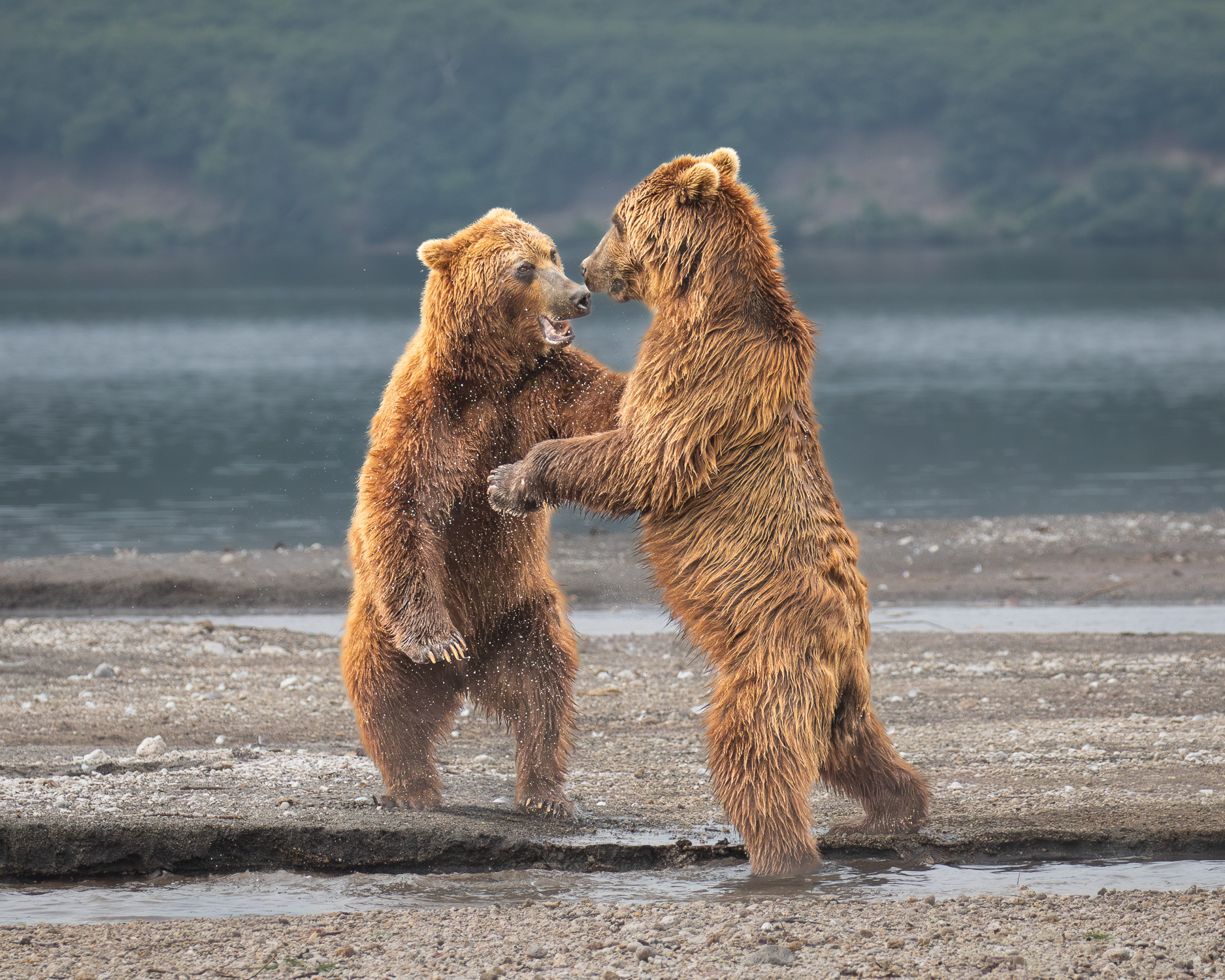 Dancing Bears, Kuril Lake, Kamchatka, Russia