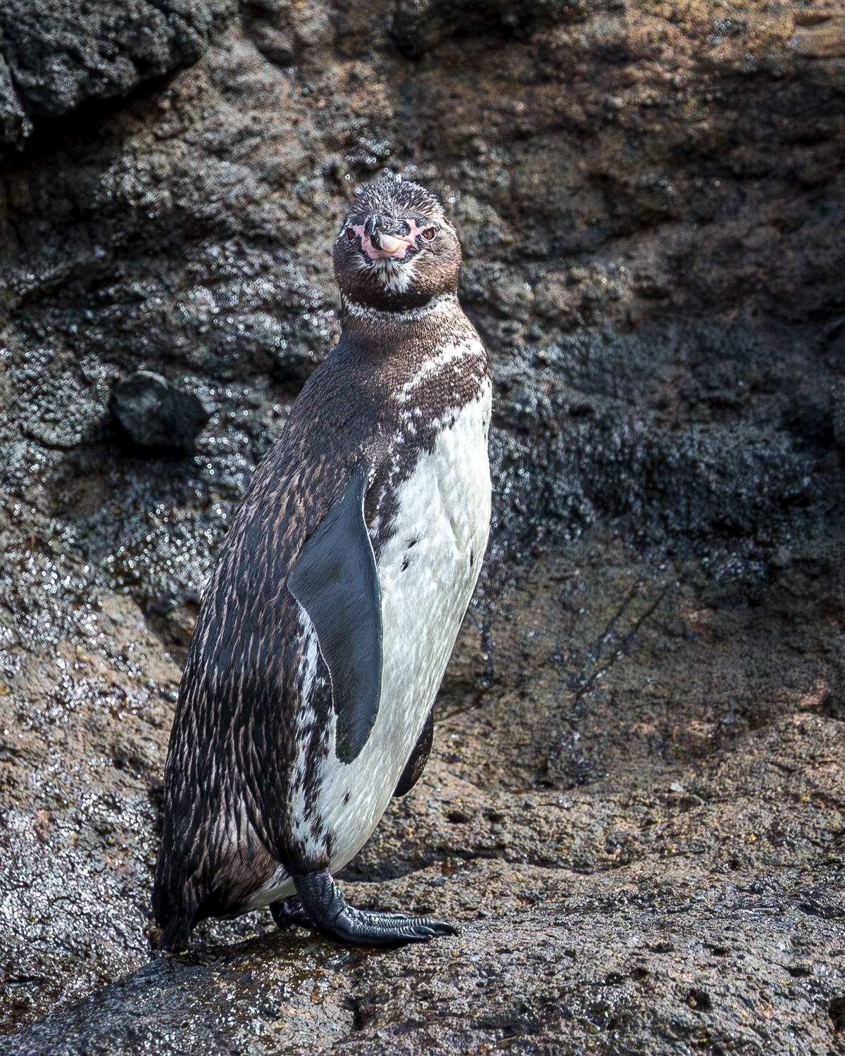 Galapagos penguins ~ Endangered