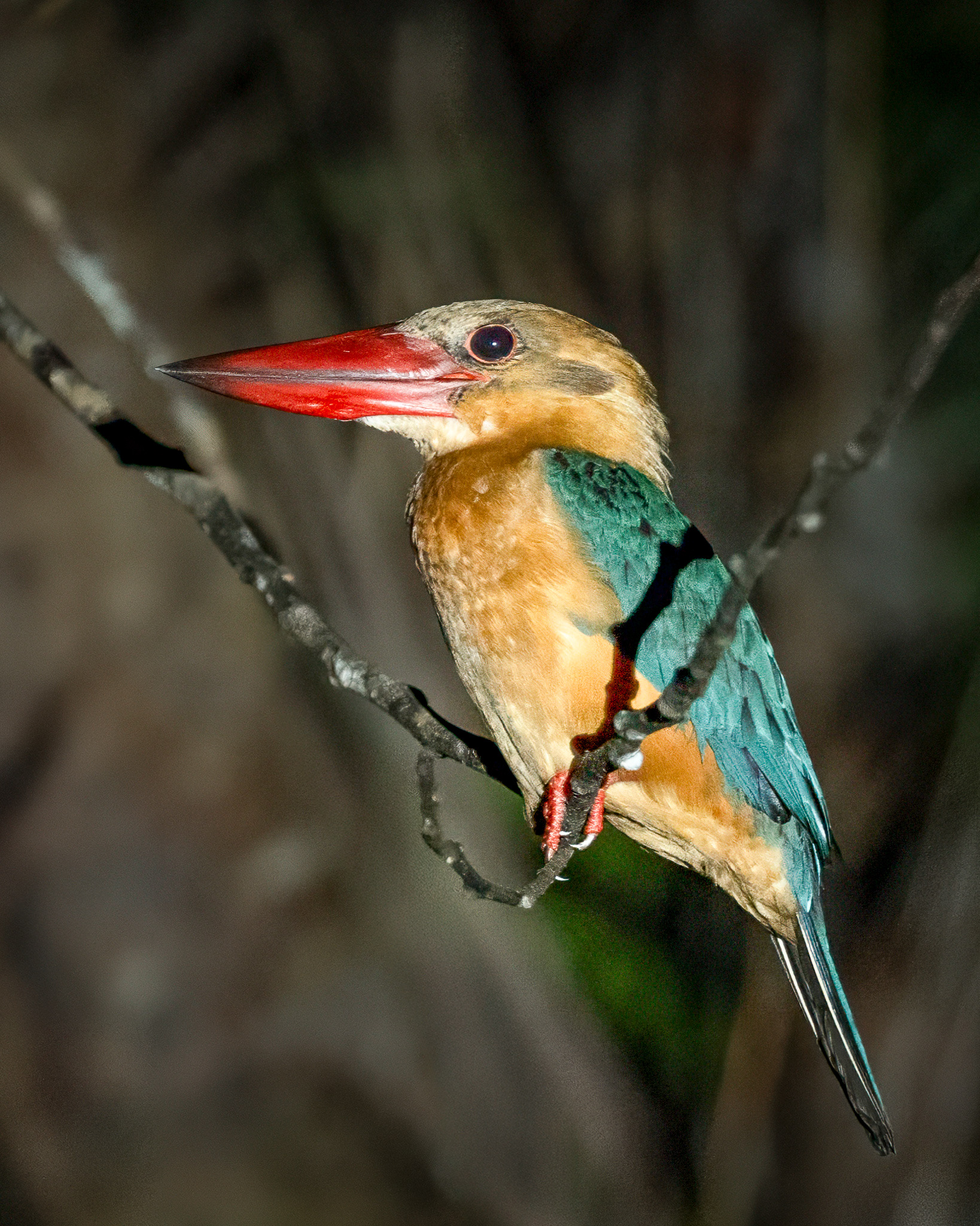 Stork-billed Kingfisher