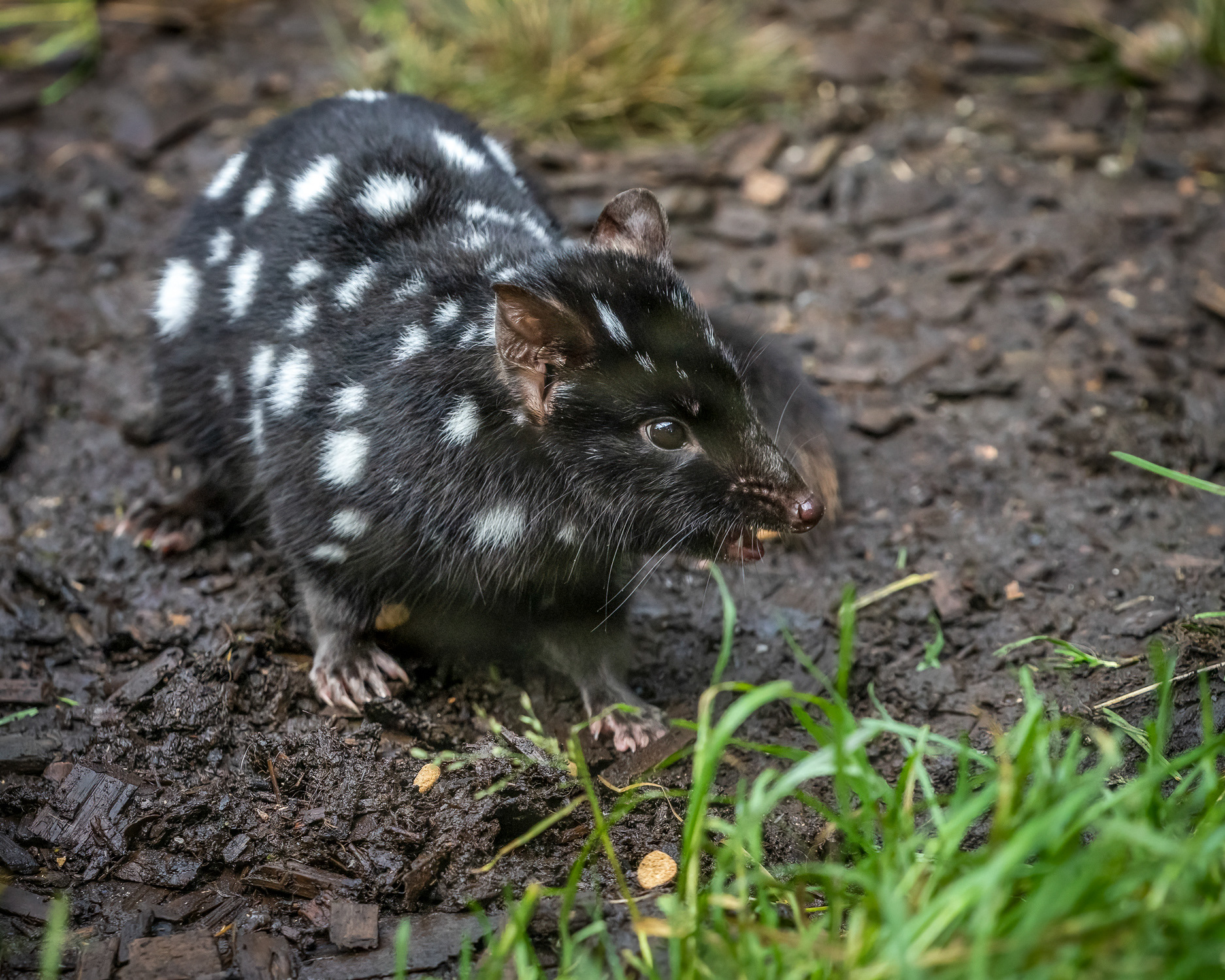 Spotted Quoll