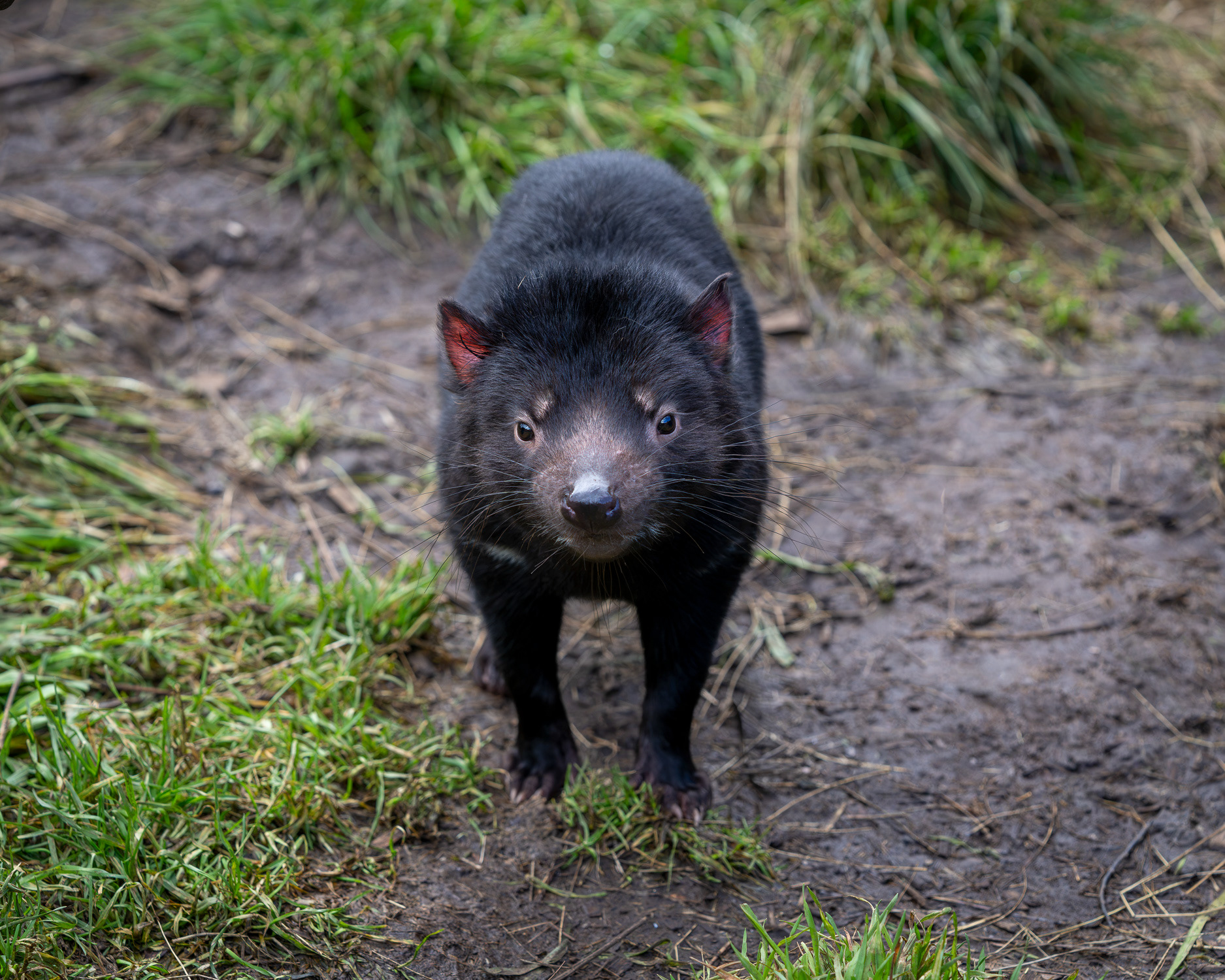 Tasmanian Devil ~ endangered