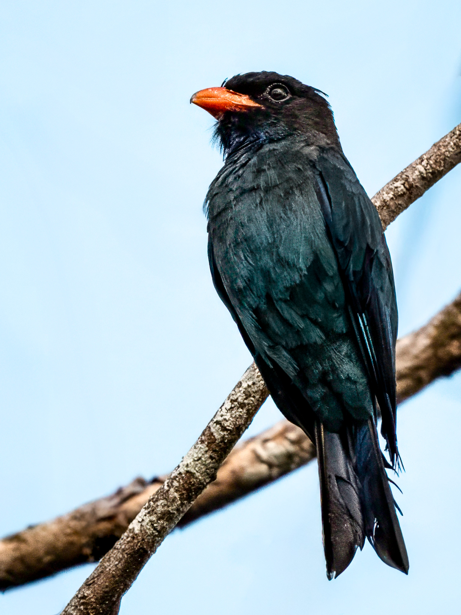 Oriental Dollarbird