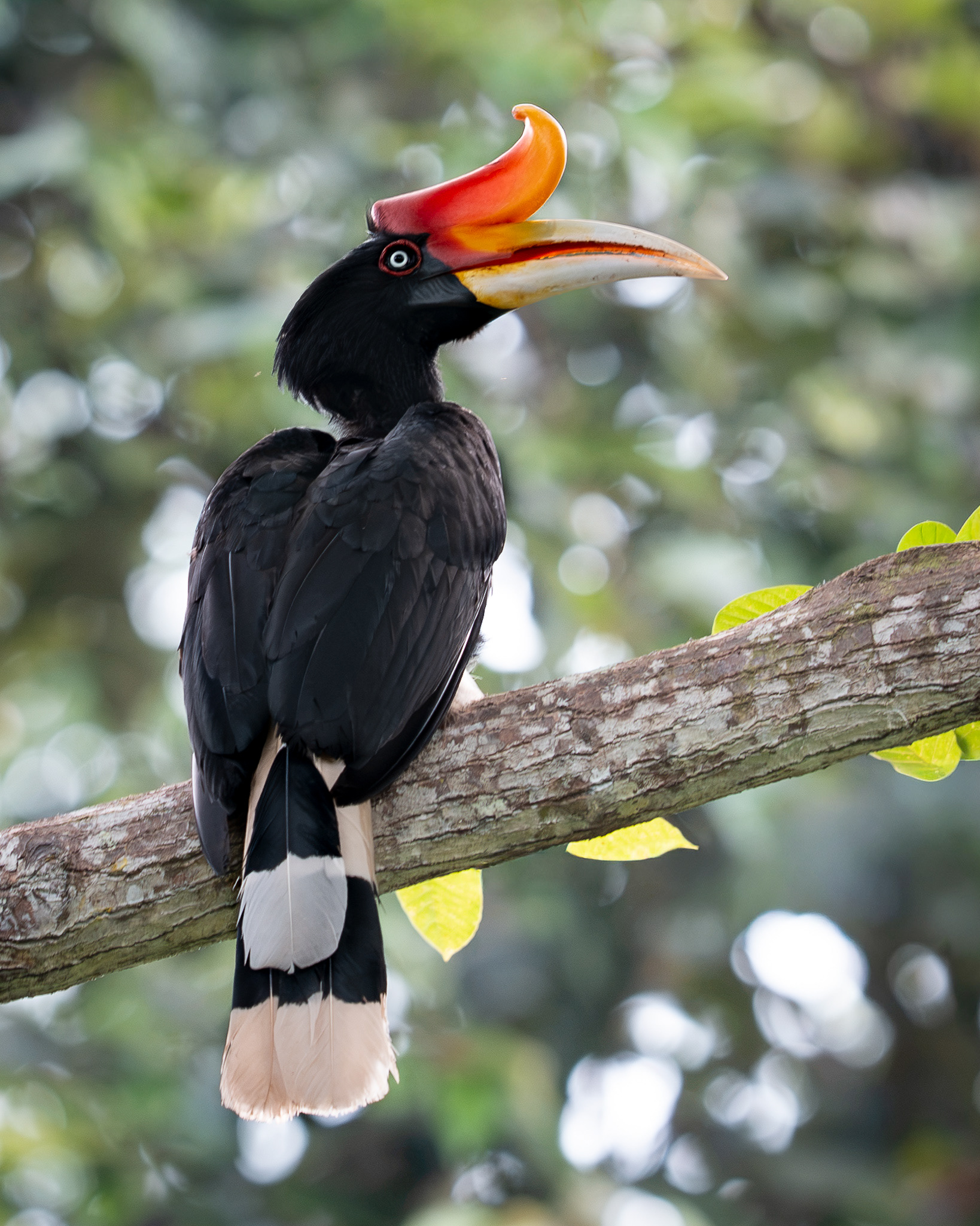 Rhinoceros Hornbill (vulnerable)