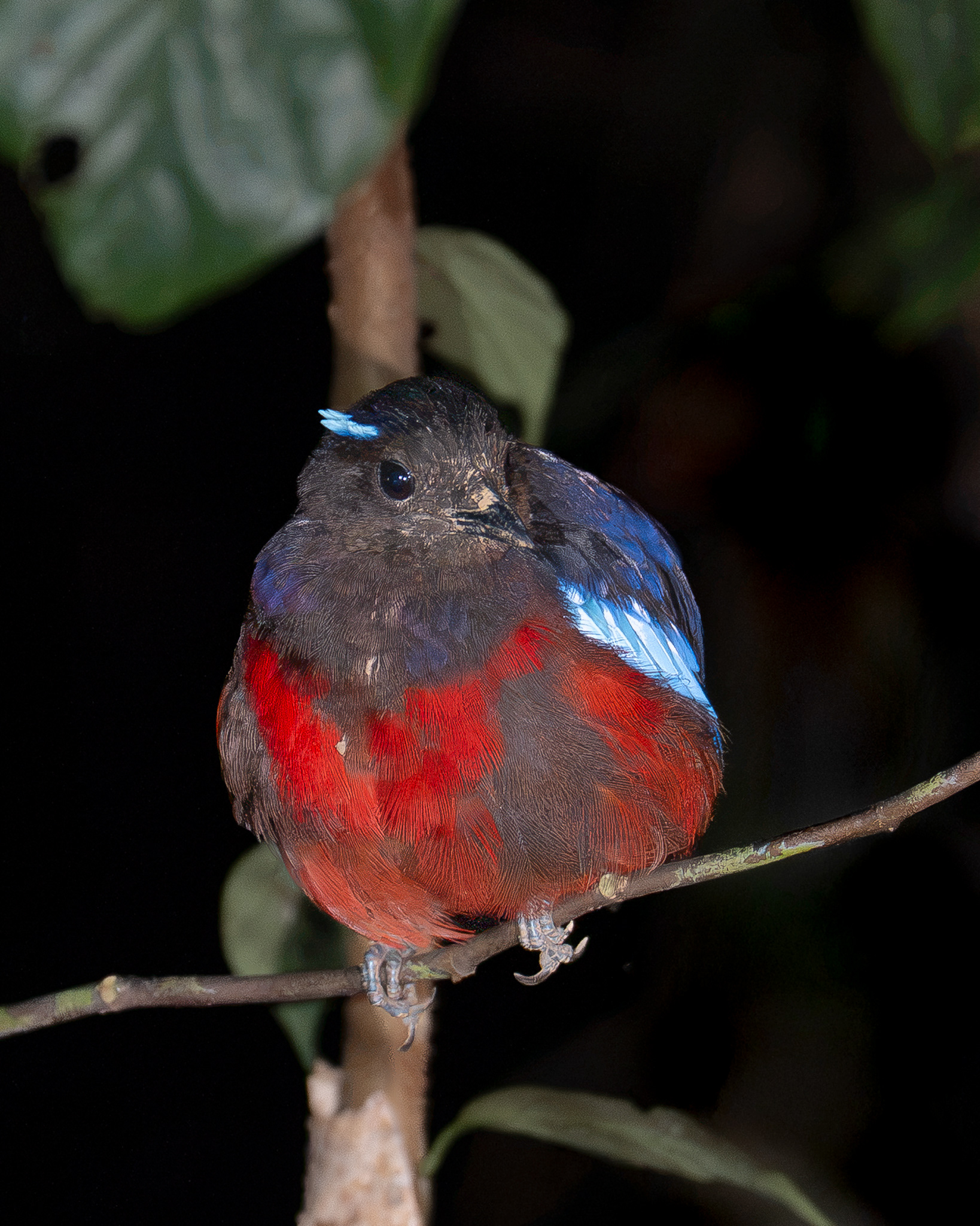 Black-crowned Pitta