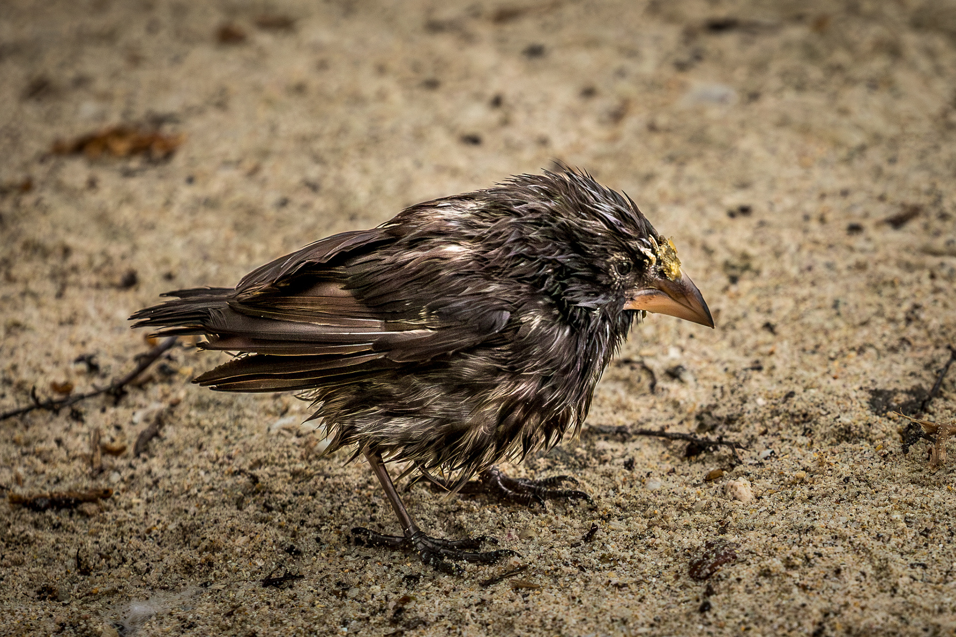 Large Ground Finch ~ one of Darwin's finches
