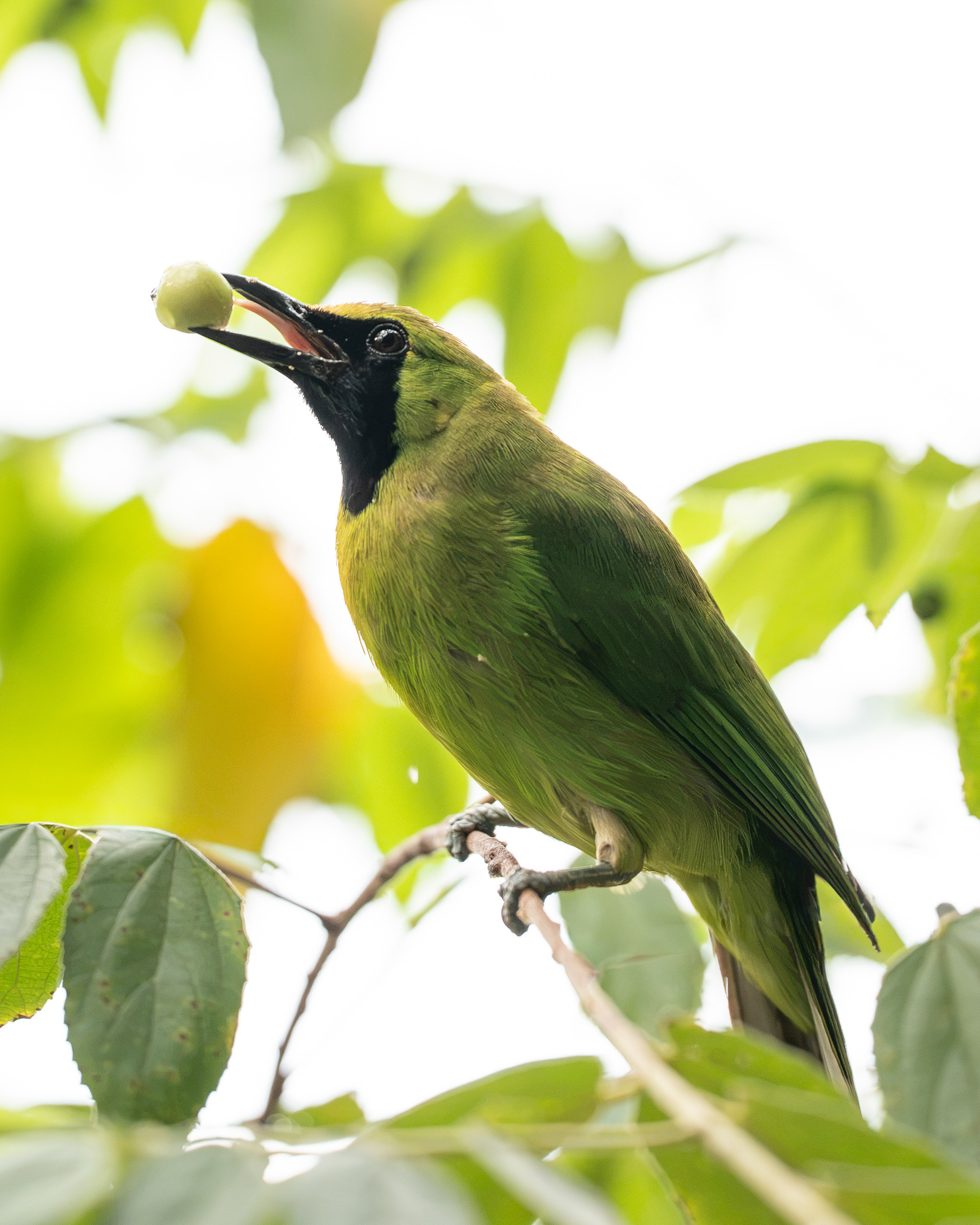 Greater Green Leafbird