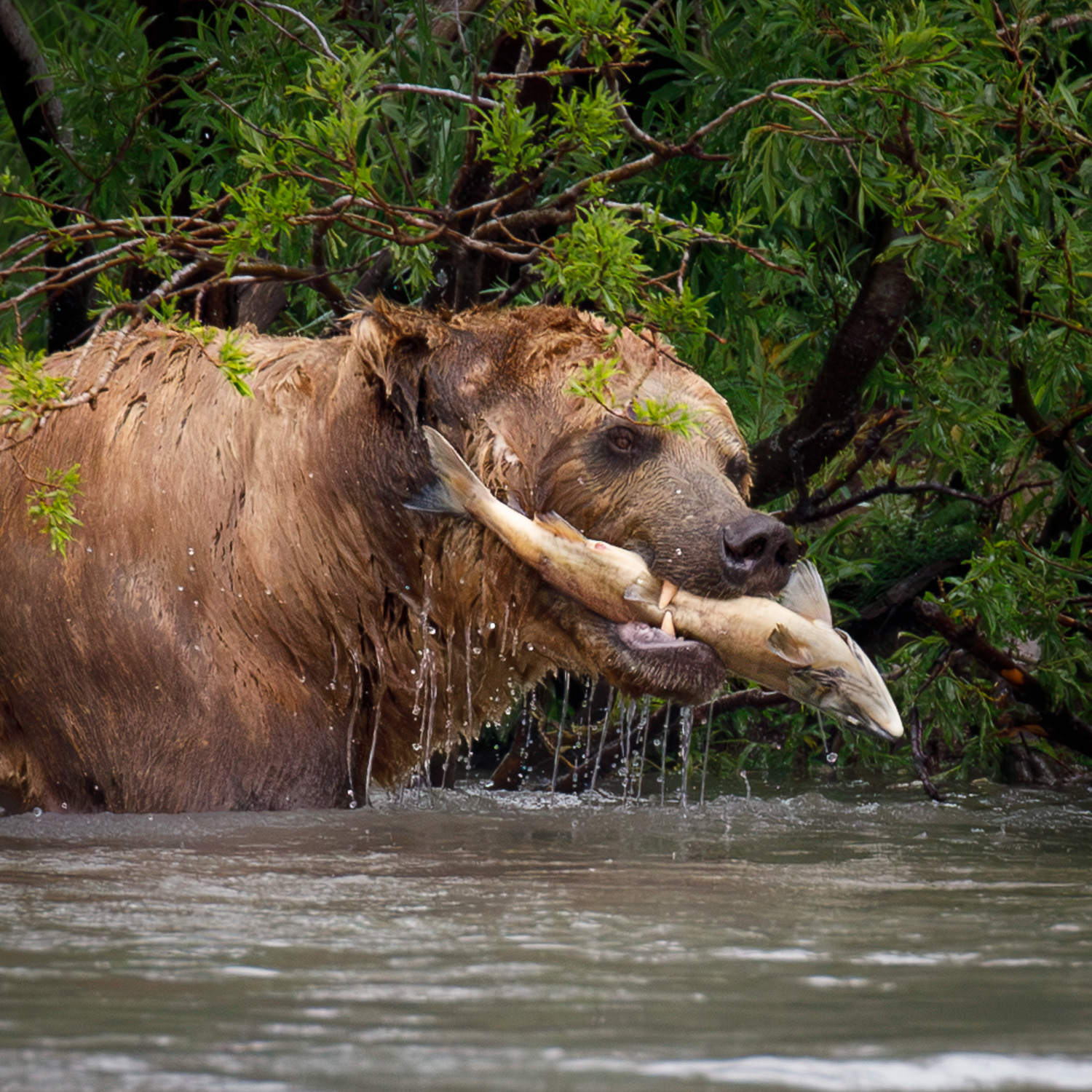 Brown Bear, Grizzly Bear, Kamchatka, Russia