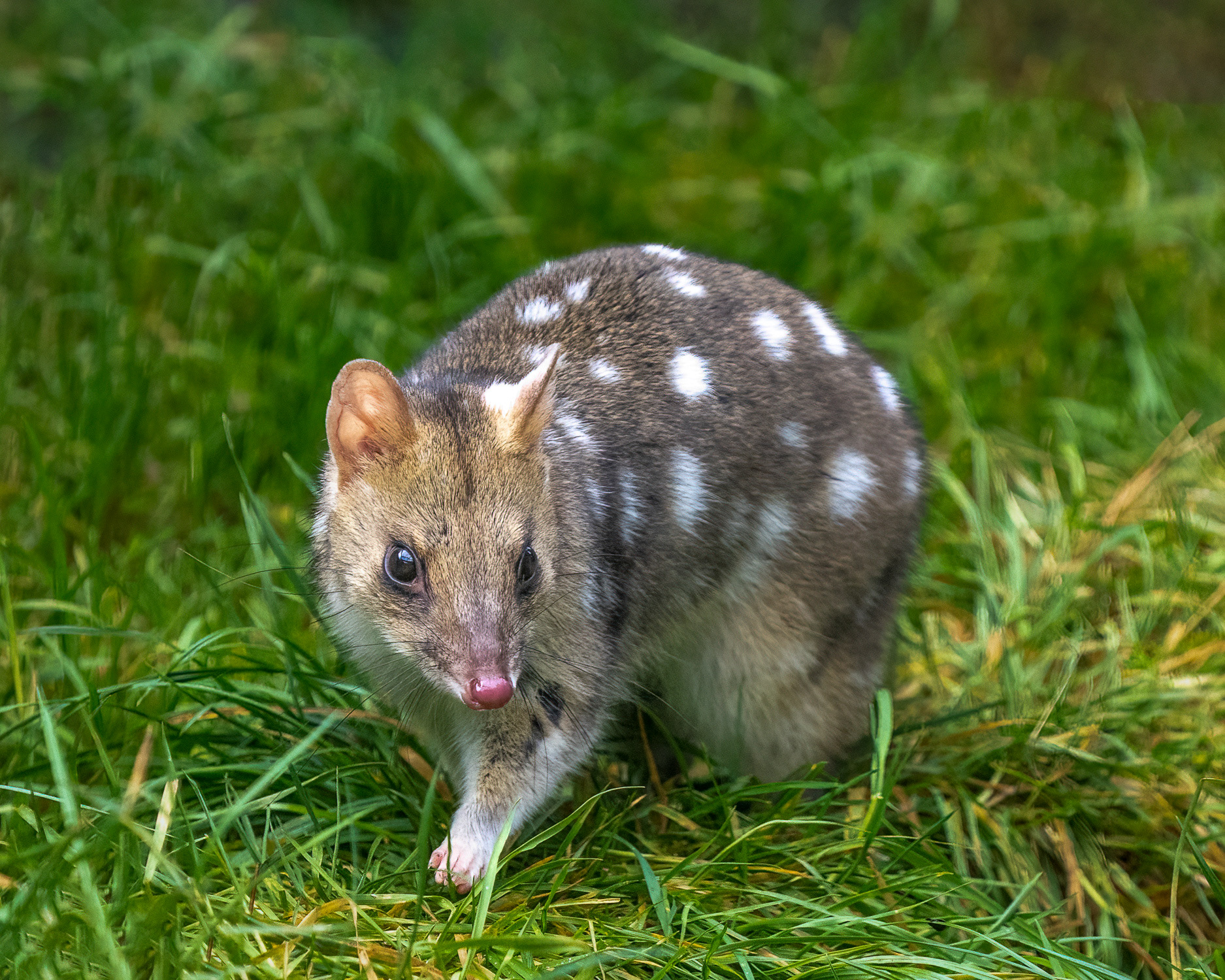 Spotted Quoll