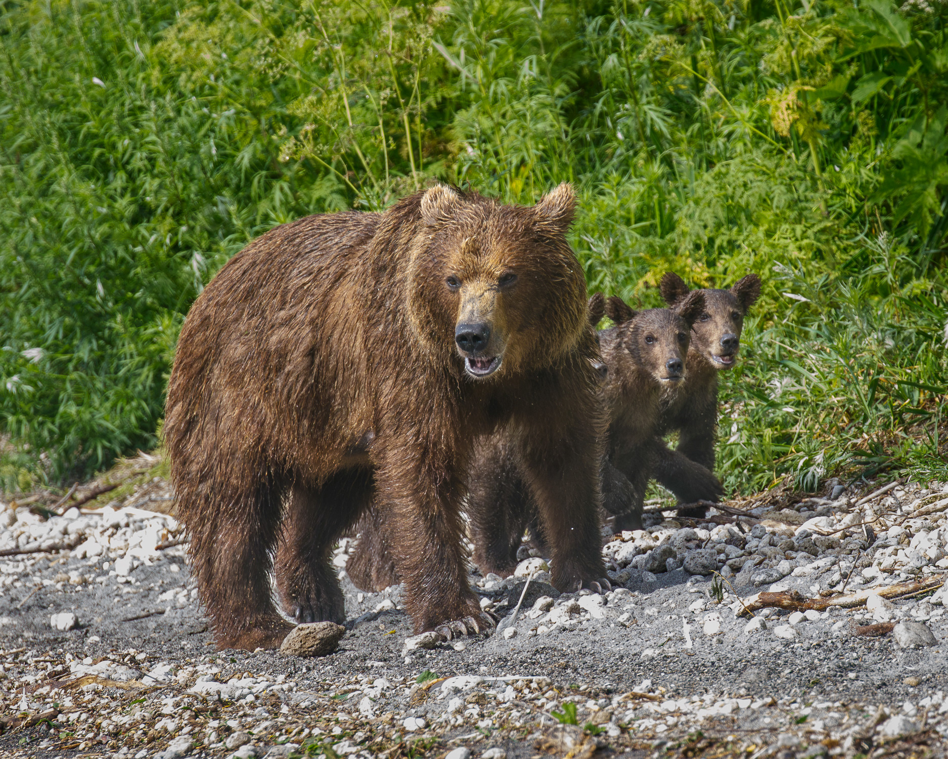 Brown Bear, Sow with Cubs, Kamchatka, Russia