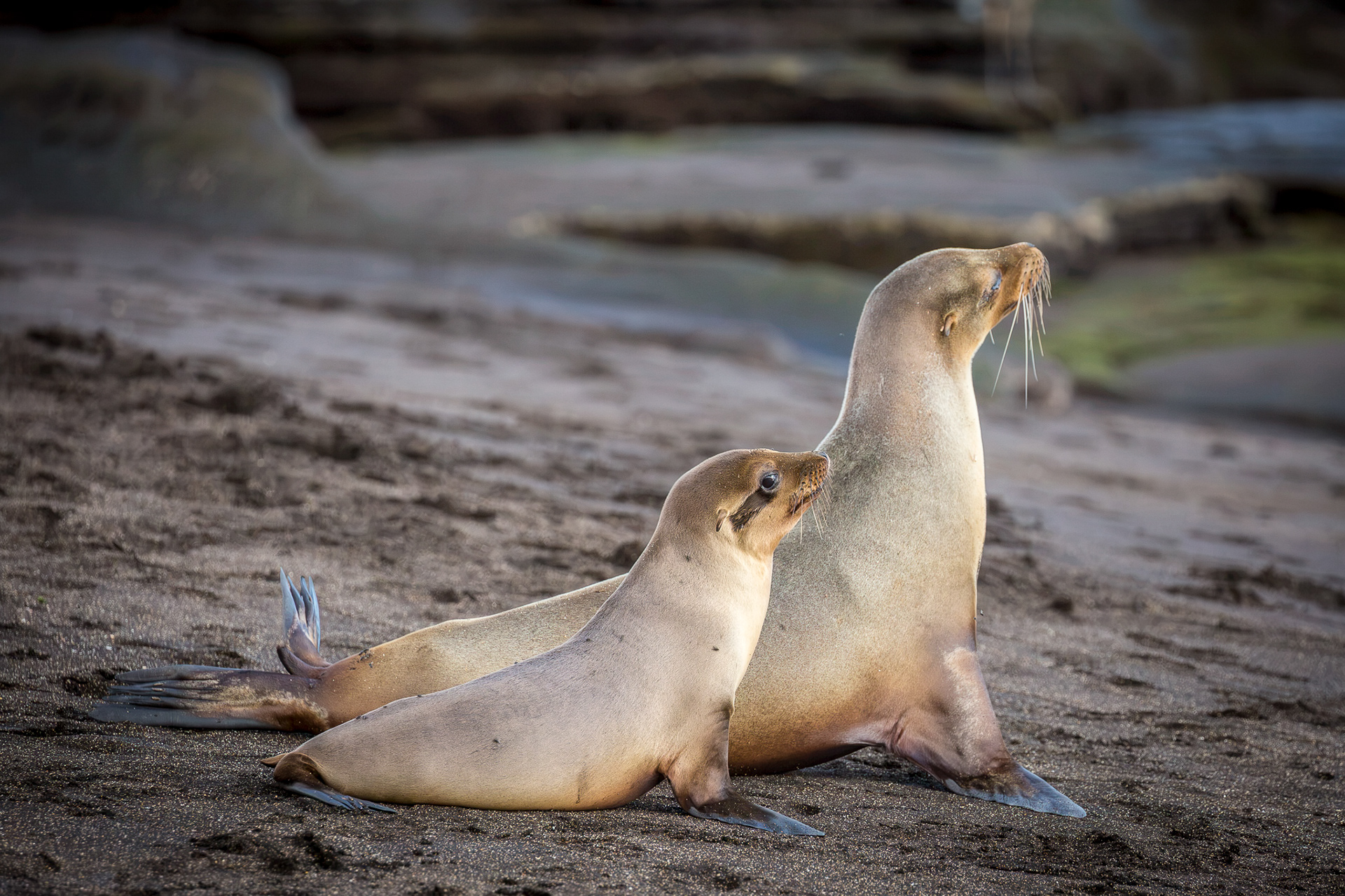 Galapagos Sea Lions