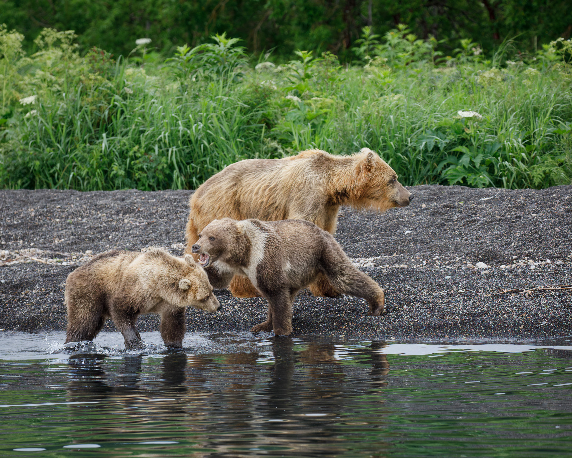 Sow, with cubs, Kamchatka, Russia