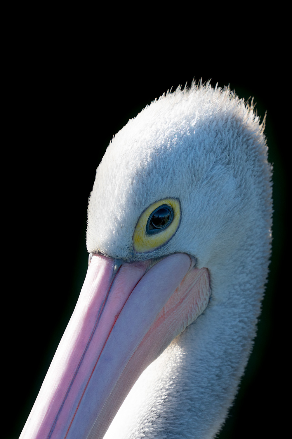 Australian White Pelican
