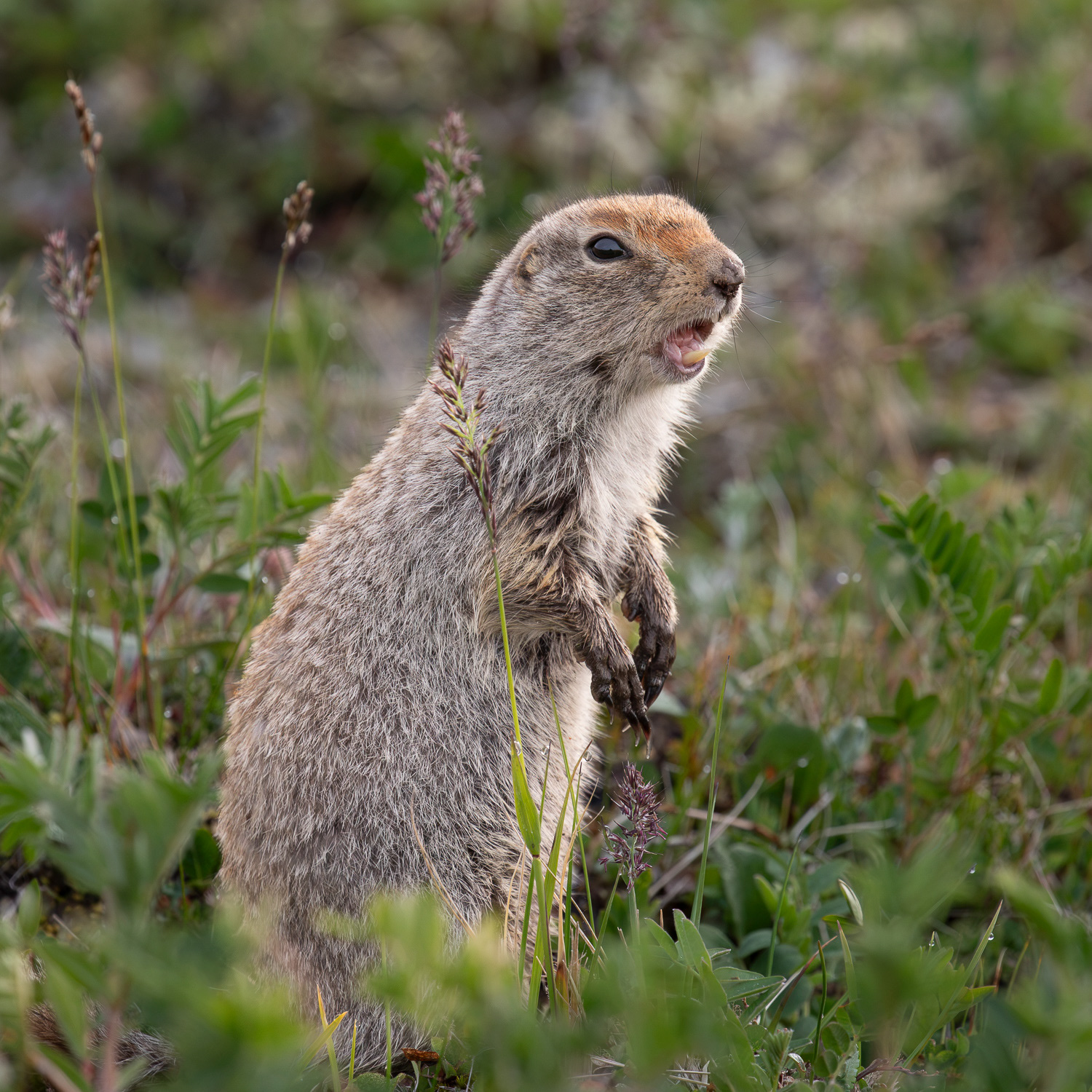 Arctic ground squirrel