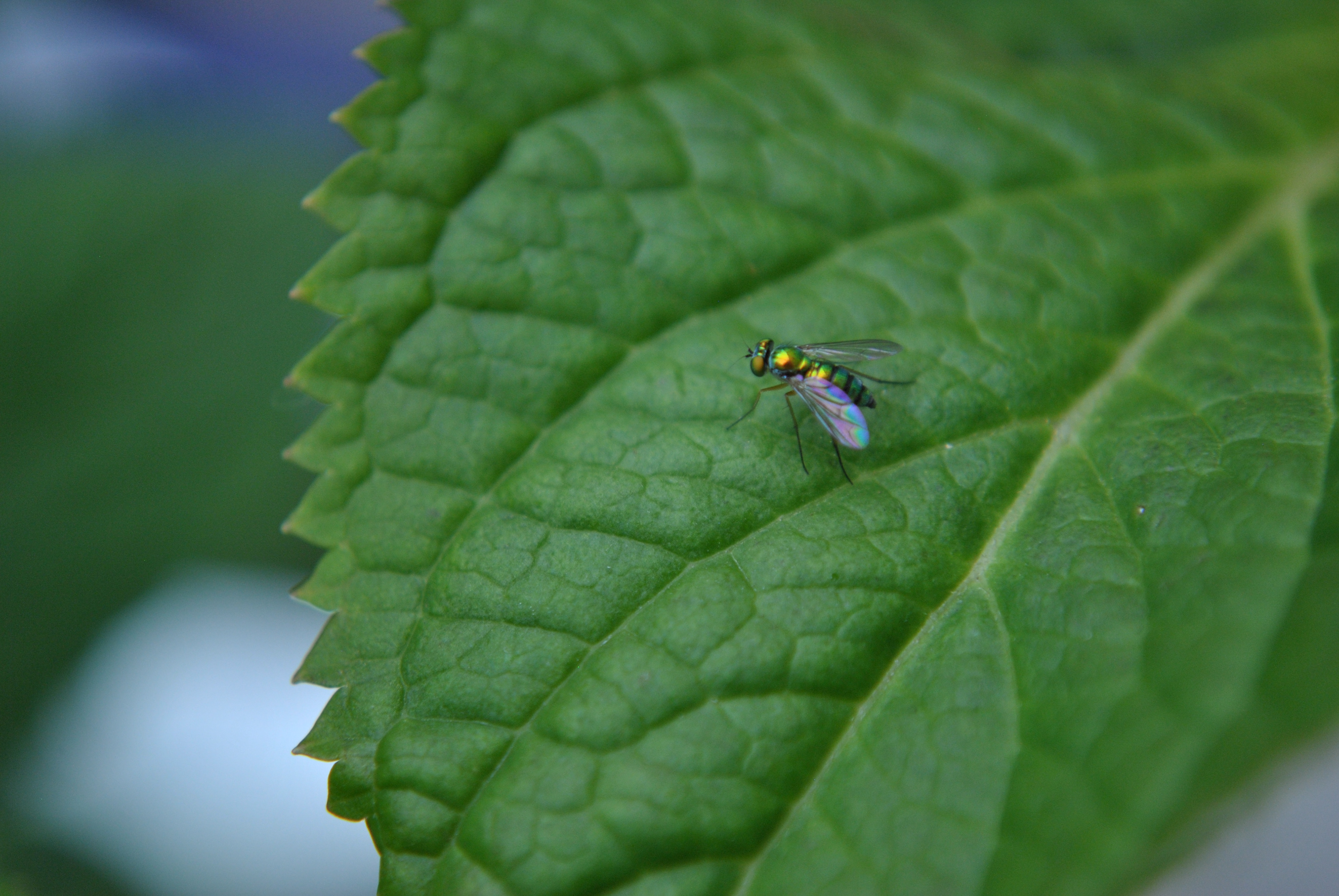 macro lens
