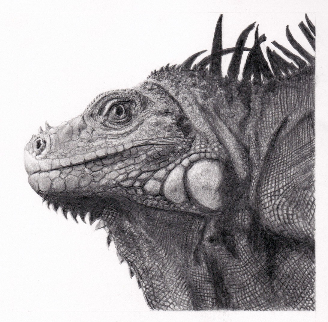 Iguana | Pencil on Paper