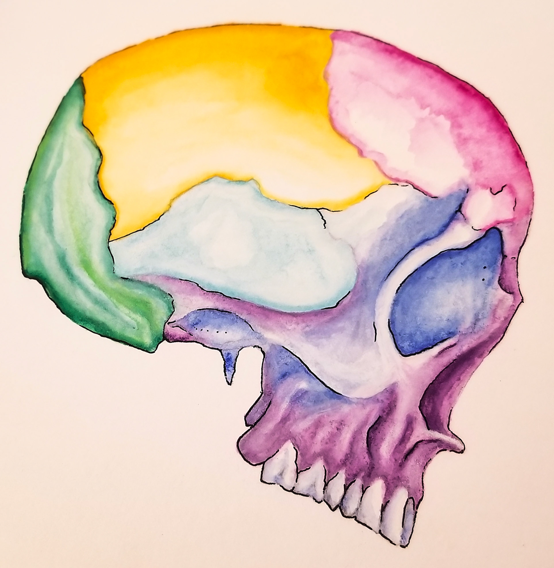 "Anatomy of the Skull" Media: watercolor, ink, pressed cotton.