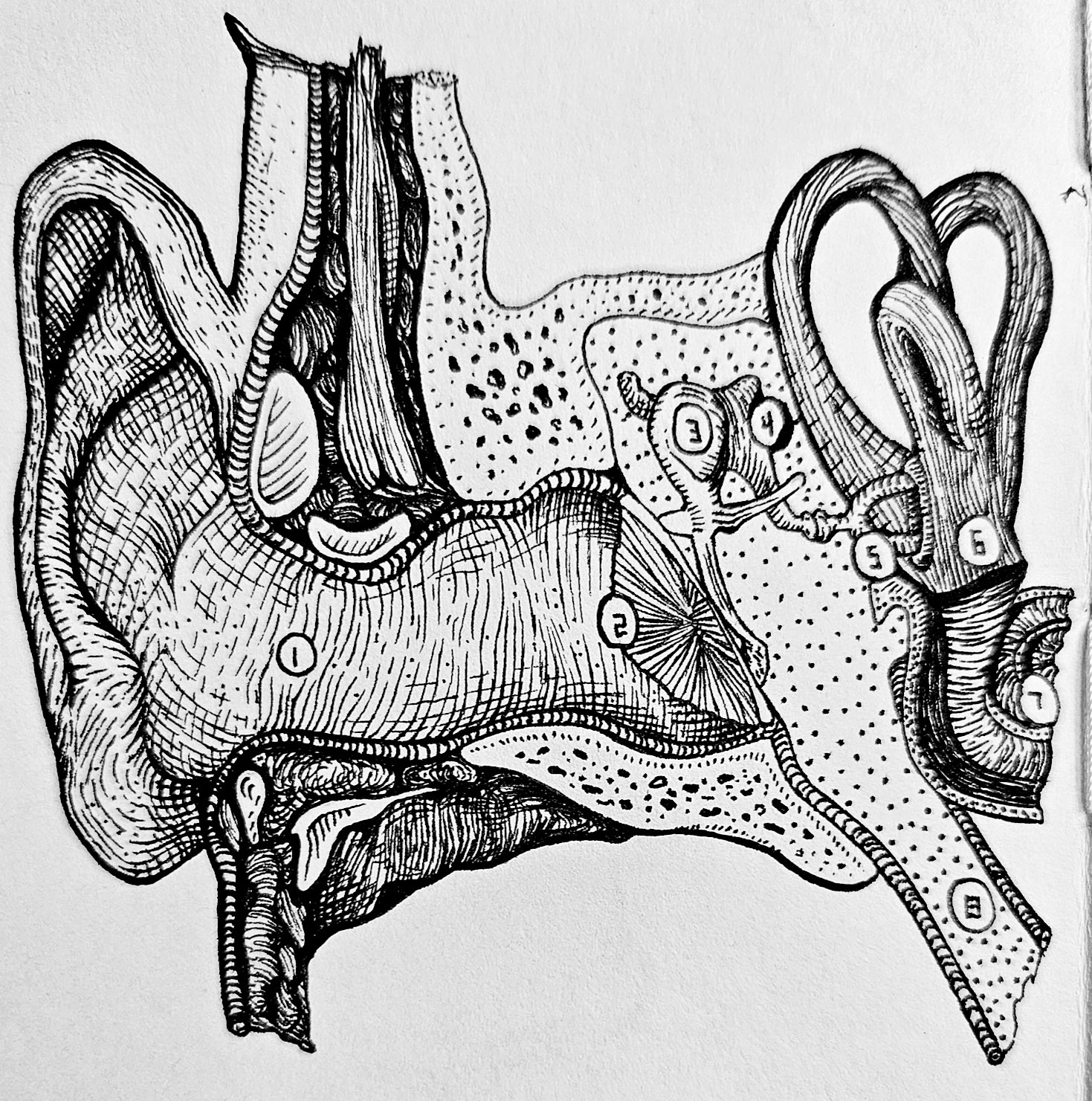 "Organ of Hearing" Media: ink, paper.
