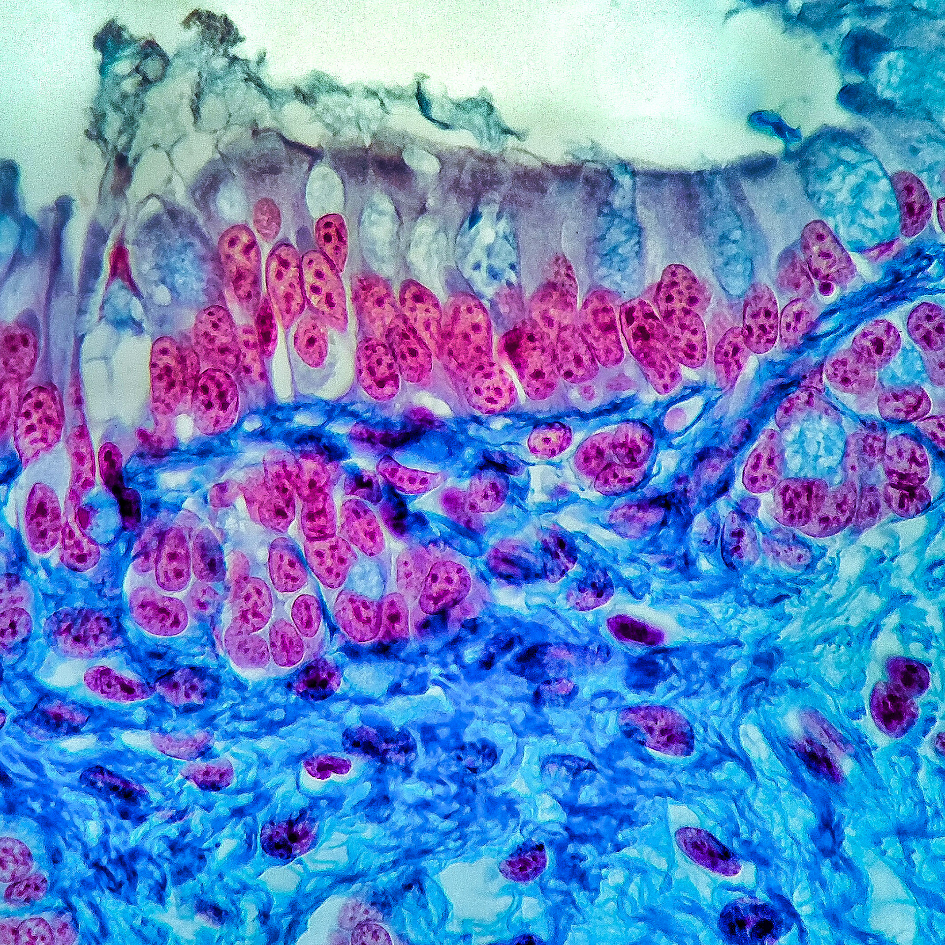 Epithelium of a Colon x400. Masson’s trichrome stain used.