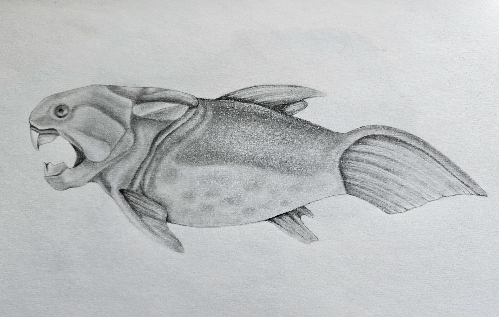 "Dunkleosteus" Media: pencil, paper.