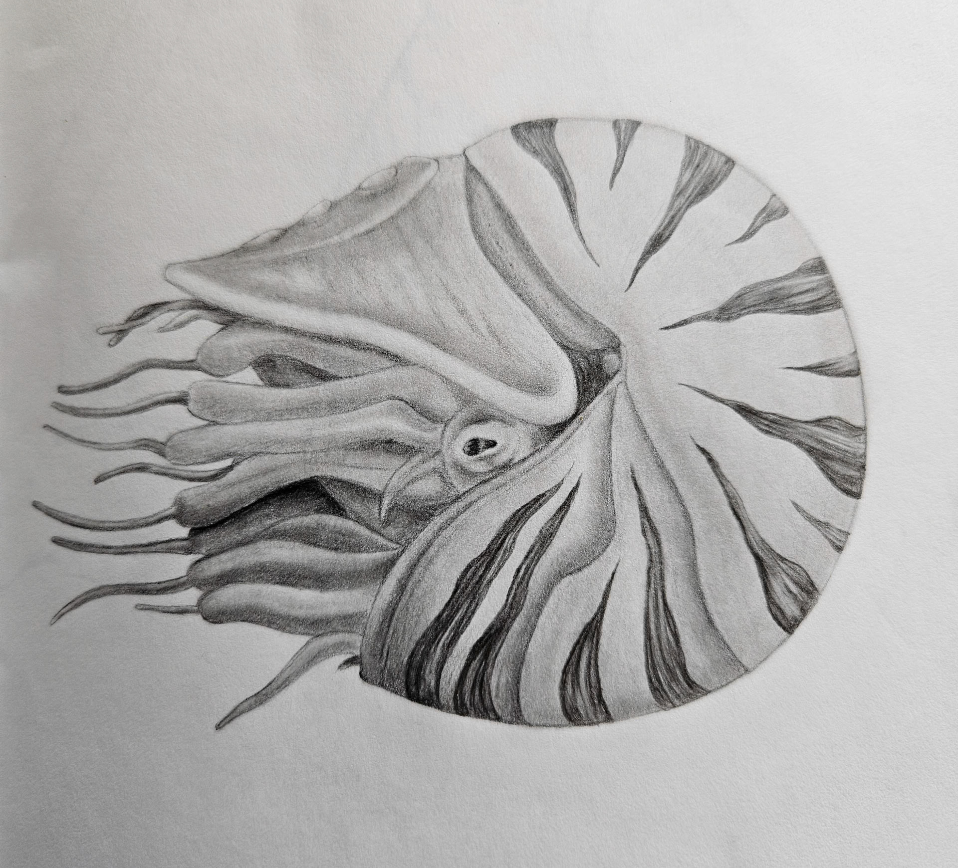 "Nautilus" Media: pencil, paper.