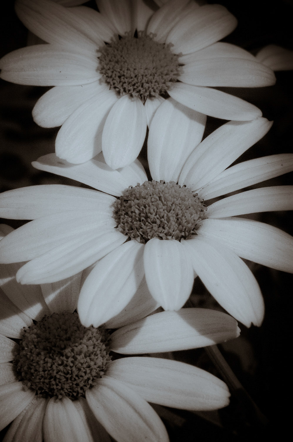 Daisy