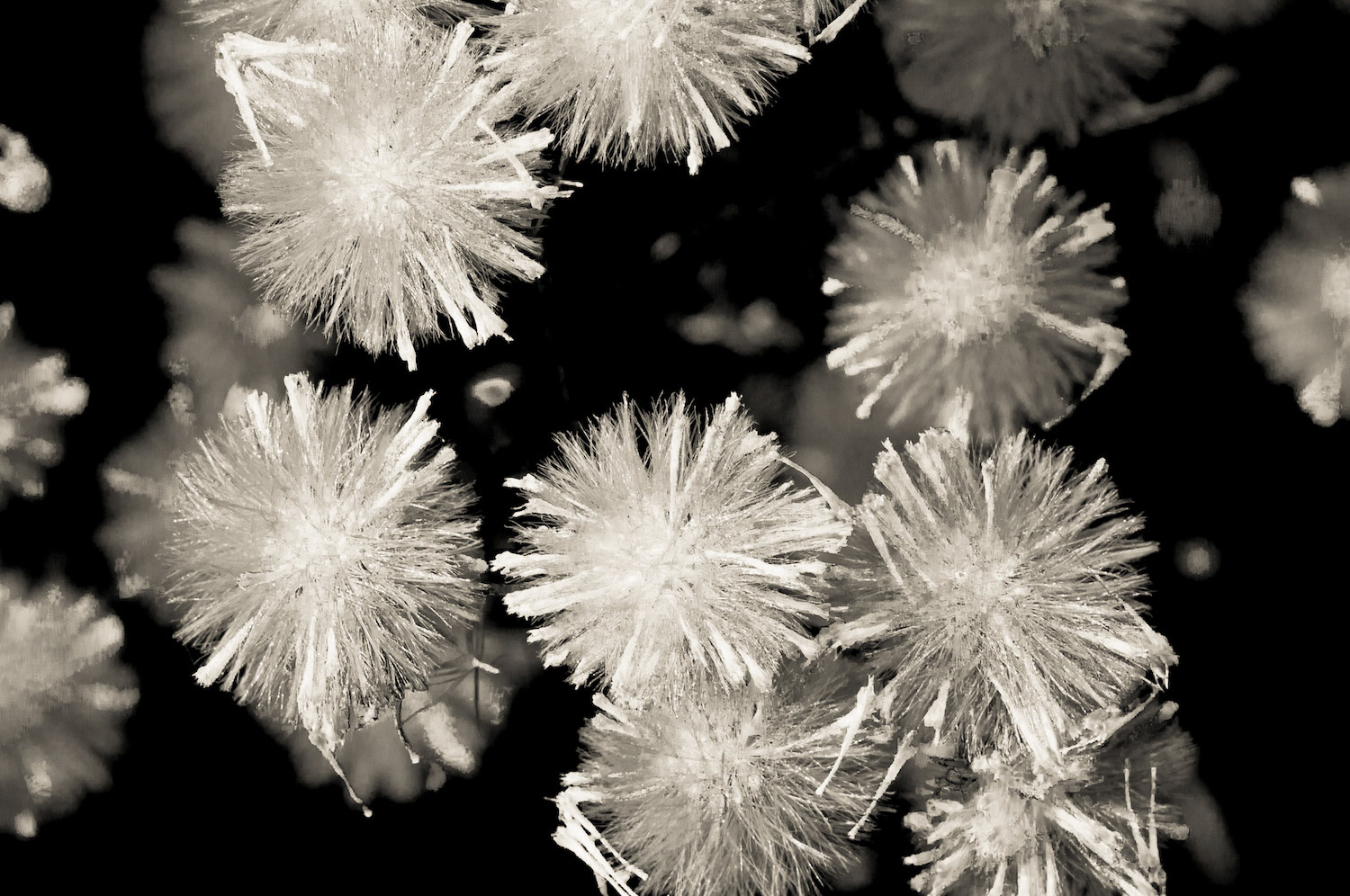 macrostars