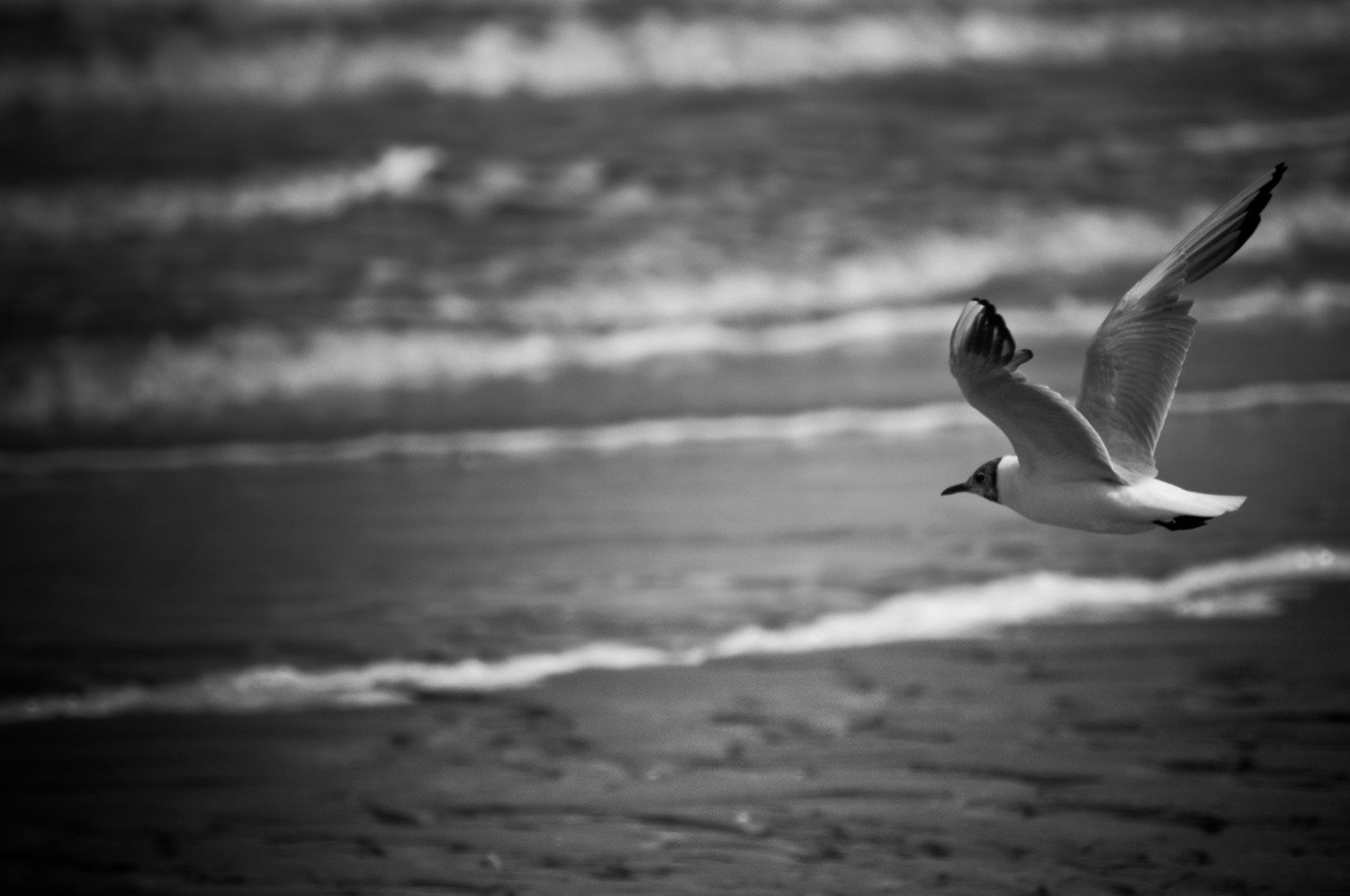 Seagull