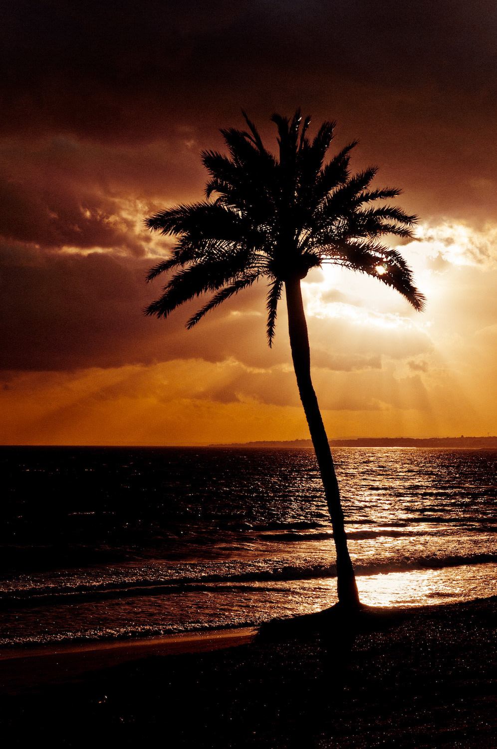 Coconuts sunset