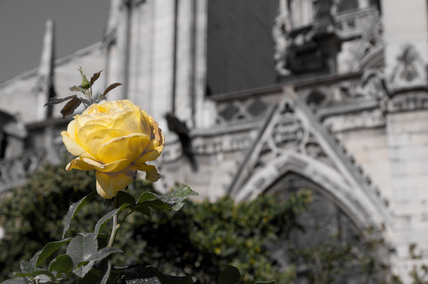 The rose and the church
