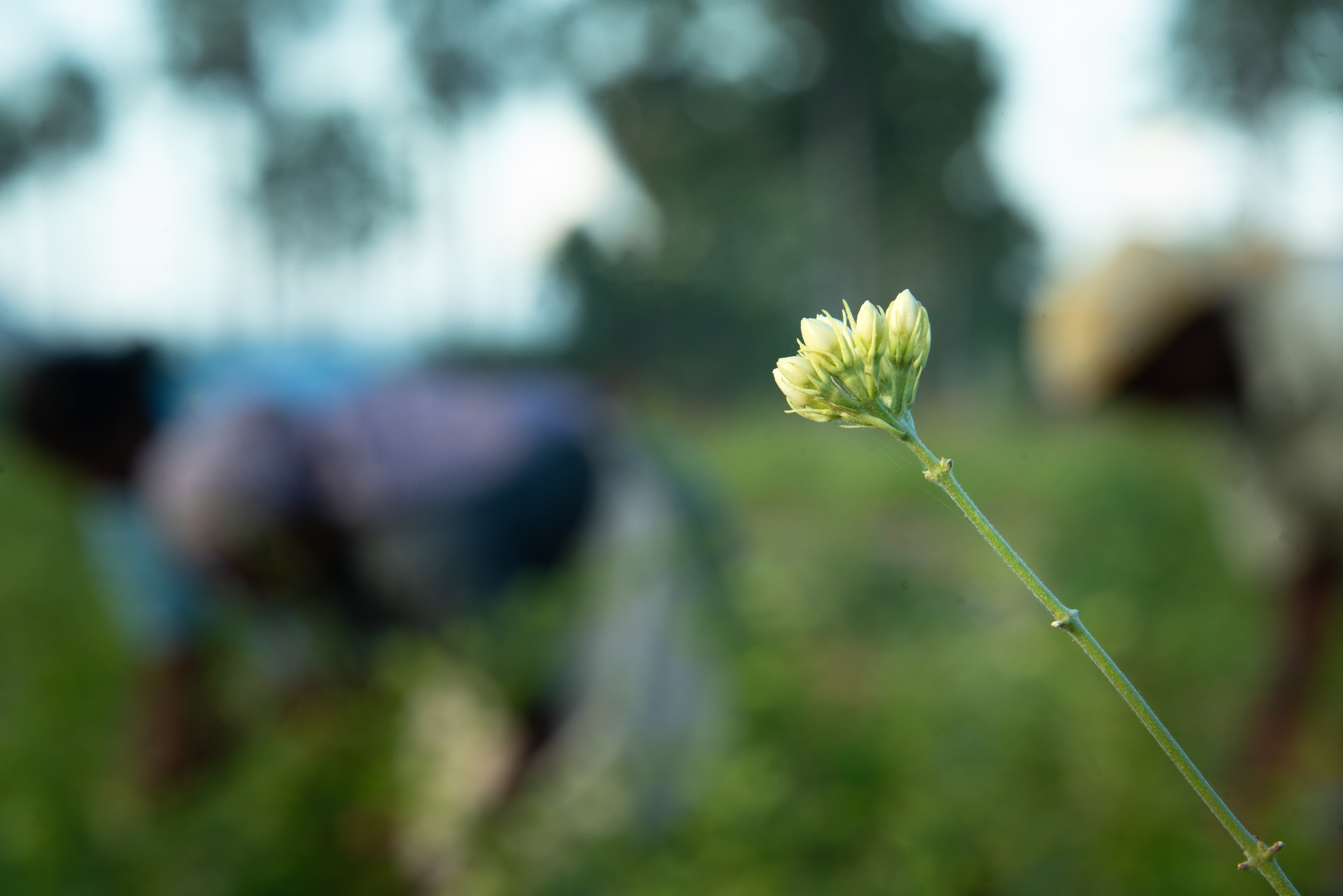 Amité Fleur Pvt. Ltd