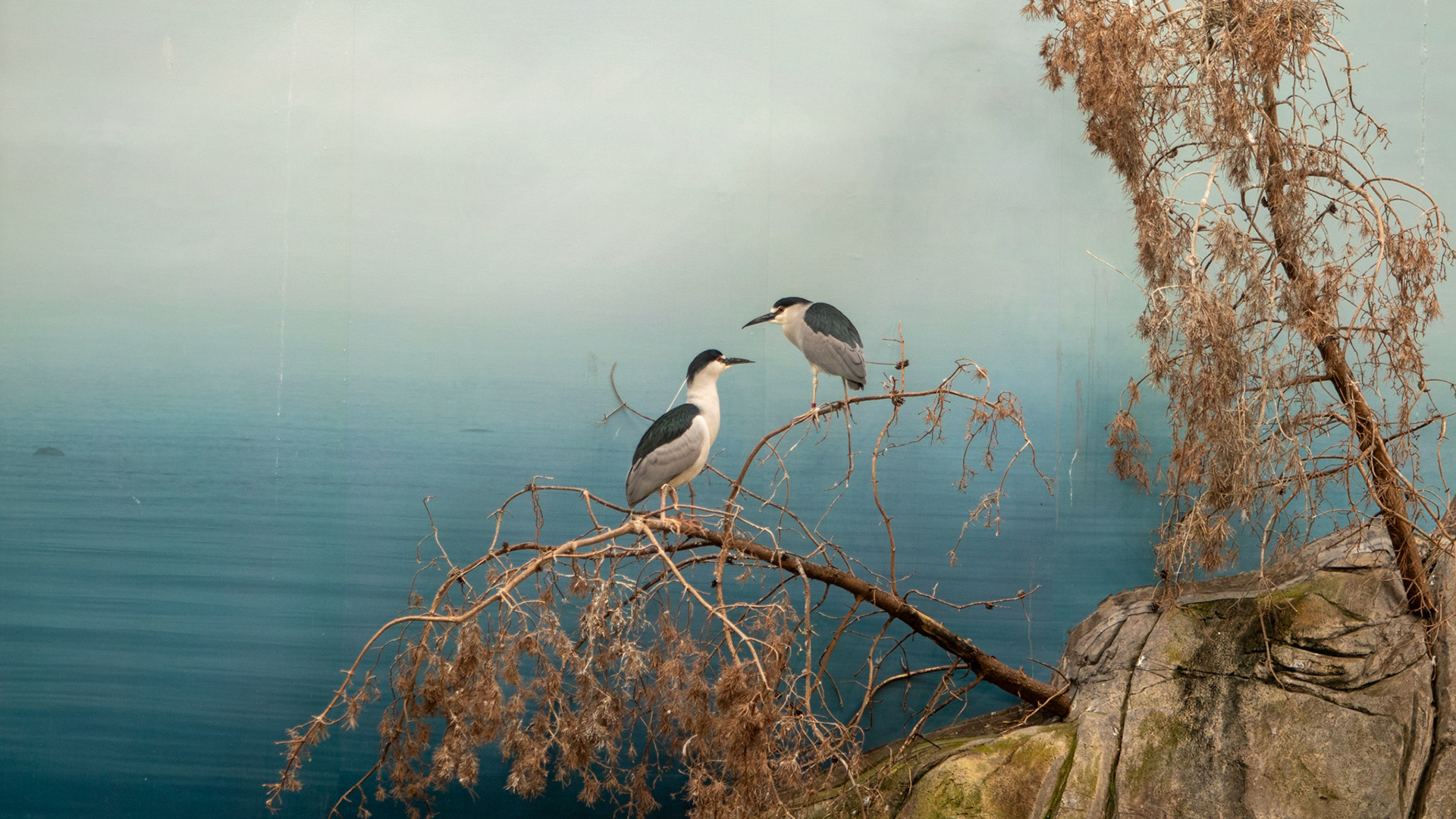 Montreal Biodome 2025