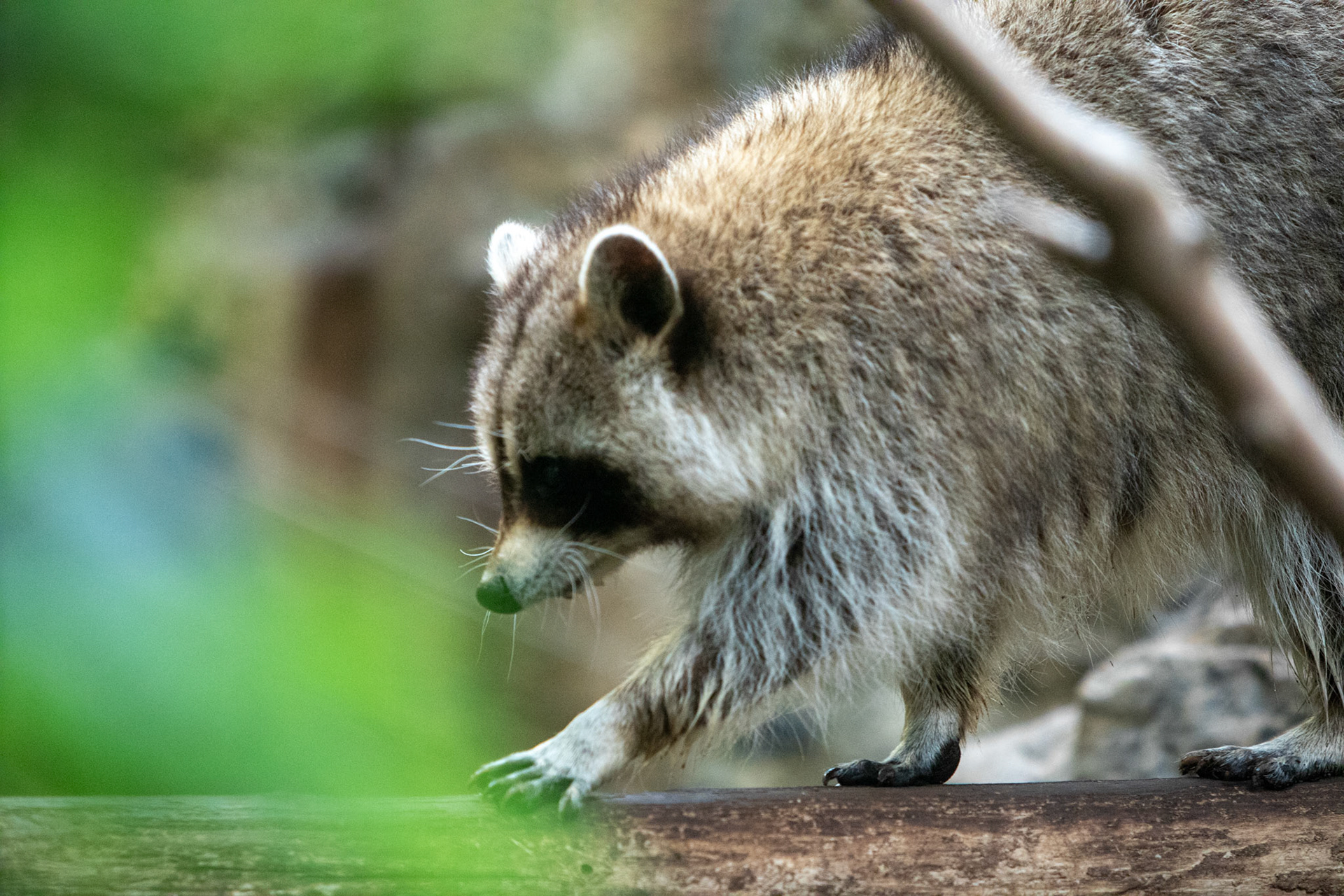 Montreal Biodome 2025
