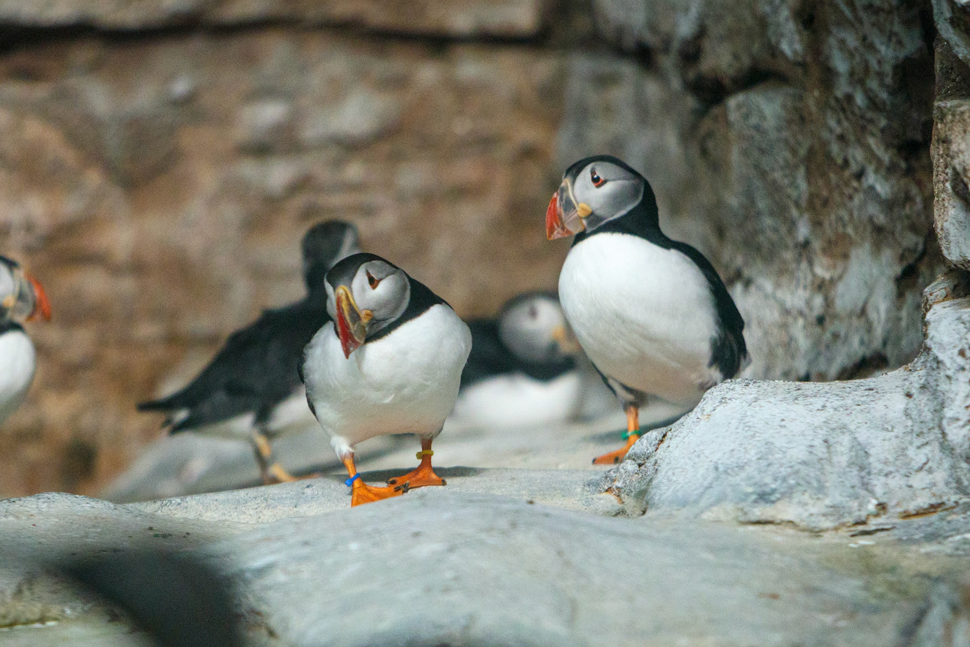 Montreal Biodome 2025