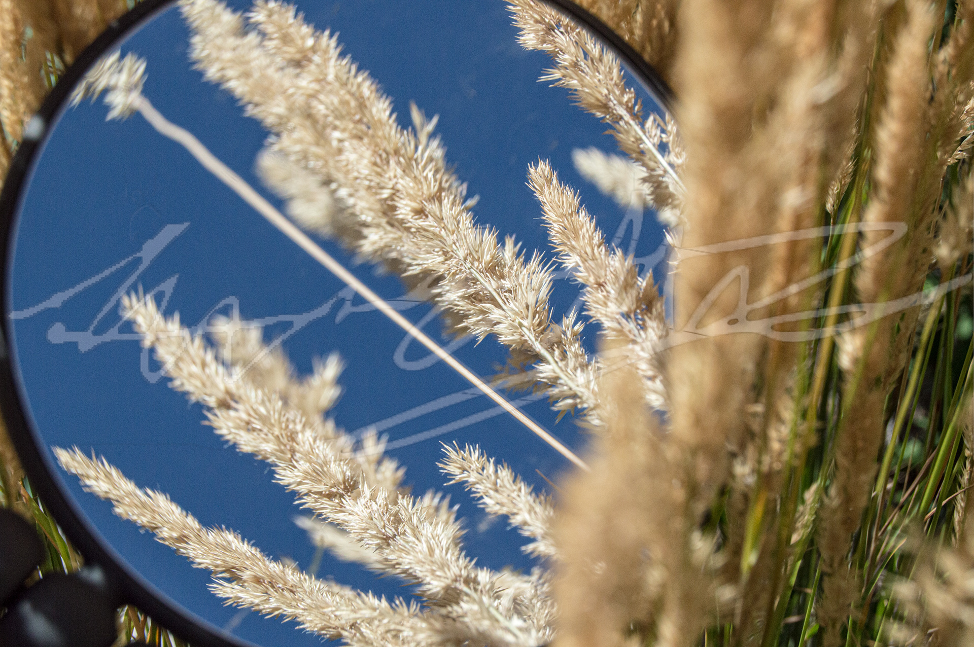 "S-Wheat"