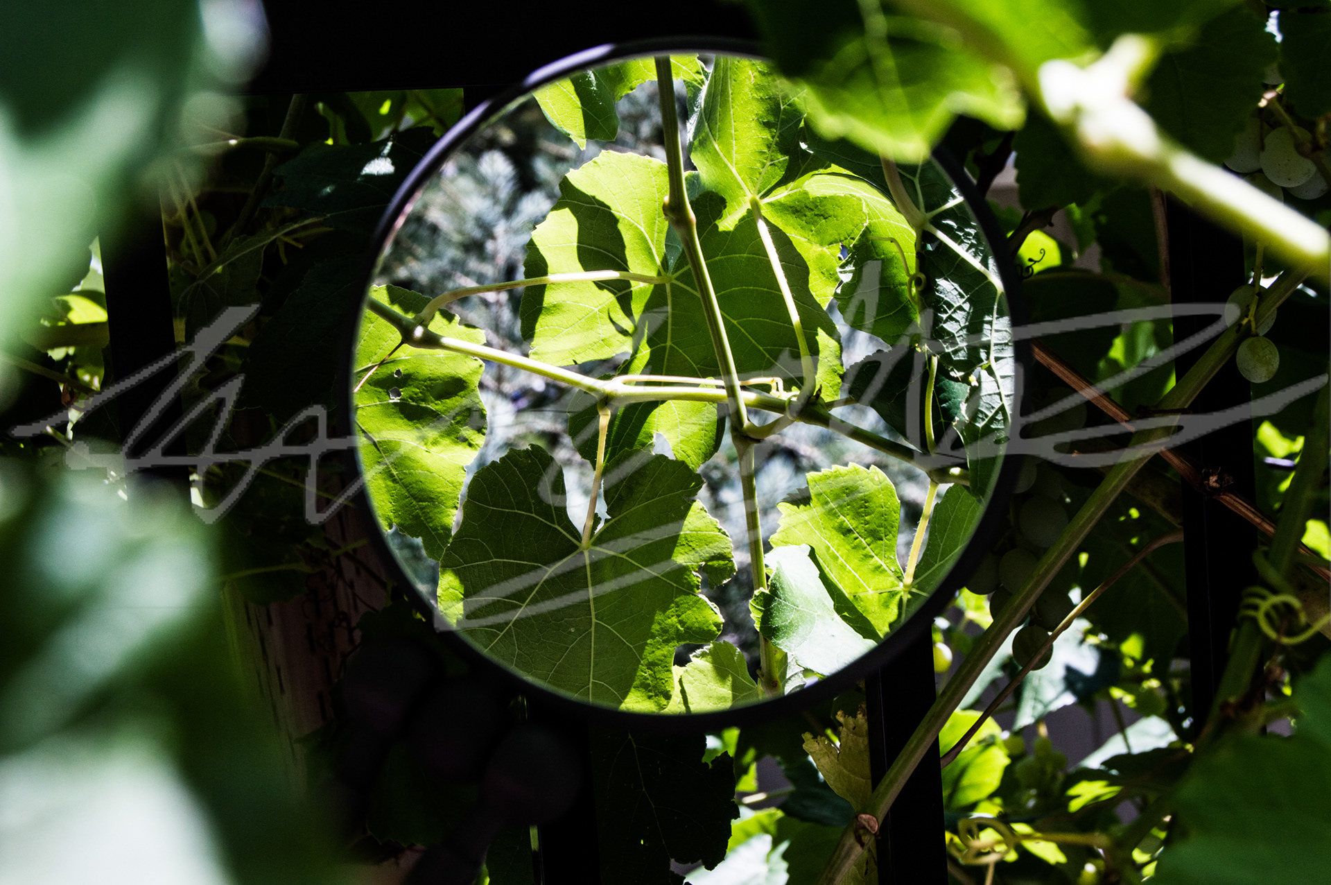 "Am I Looking at the Mirror or the Plants?"