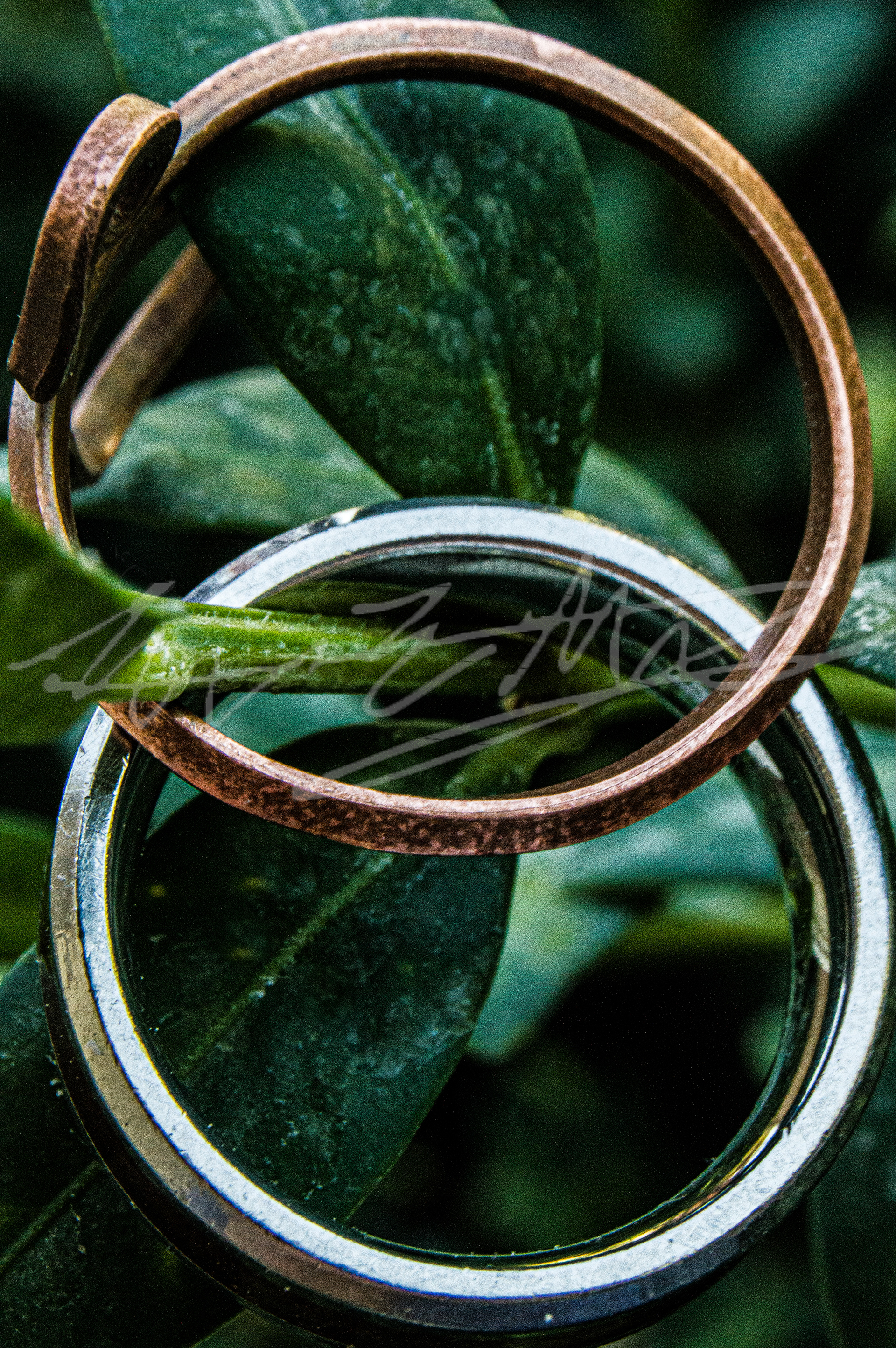 "'Leaf'ing Rings Alone"