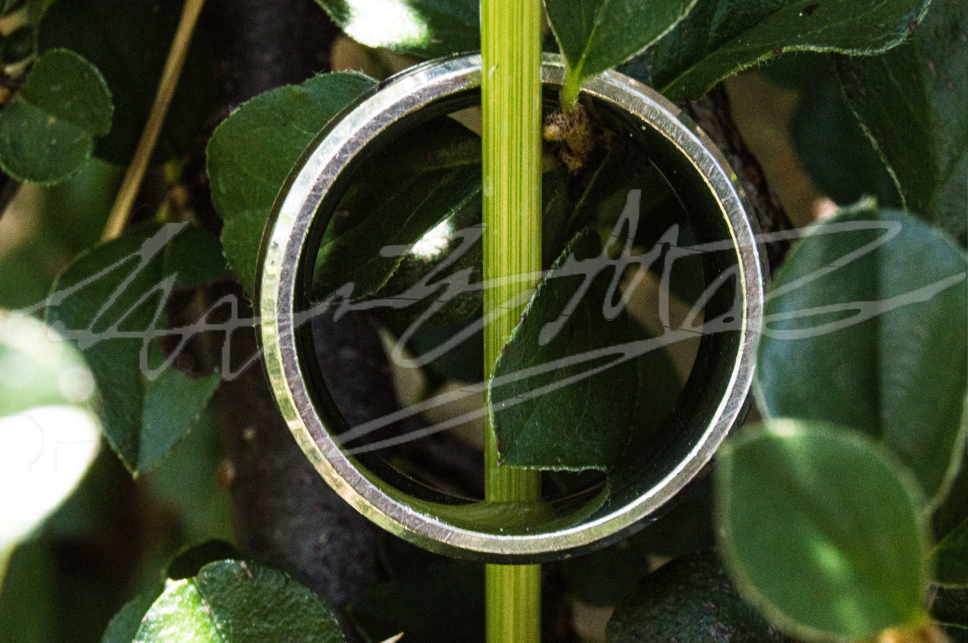 "A Plant Wearing a Ring <3"