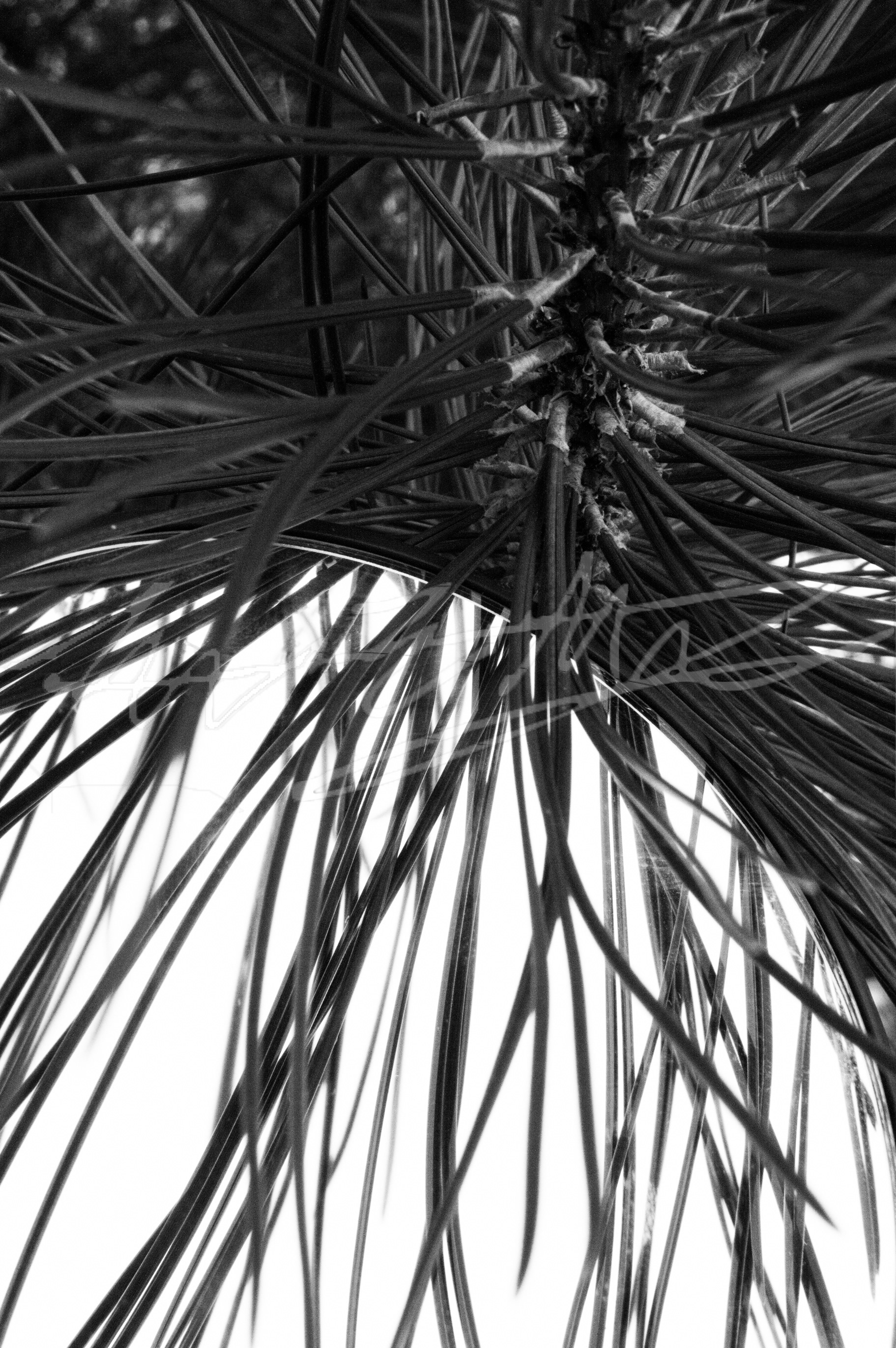 "I Pine for the Reflection"
