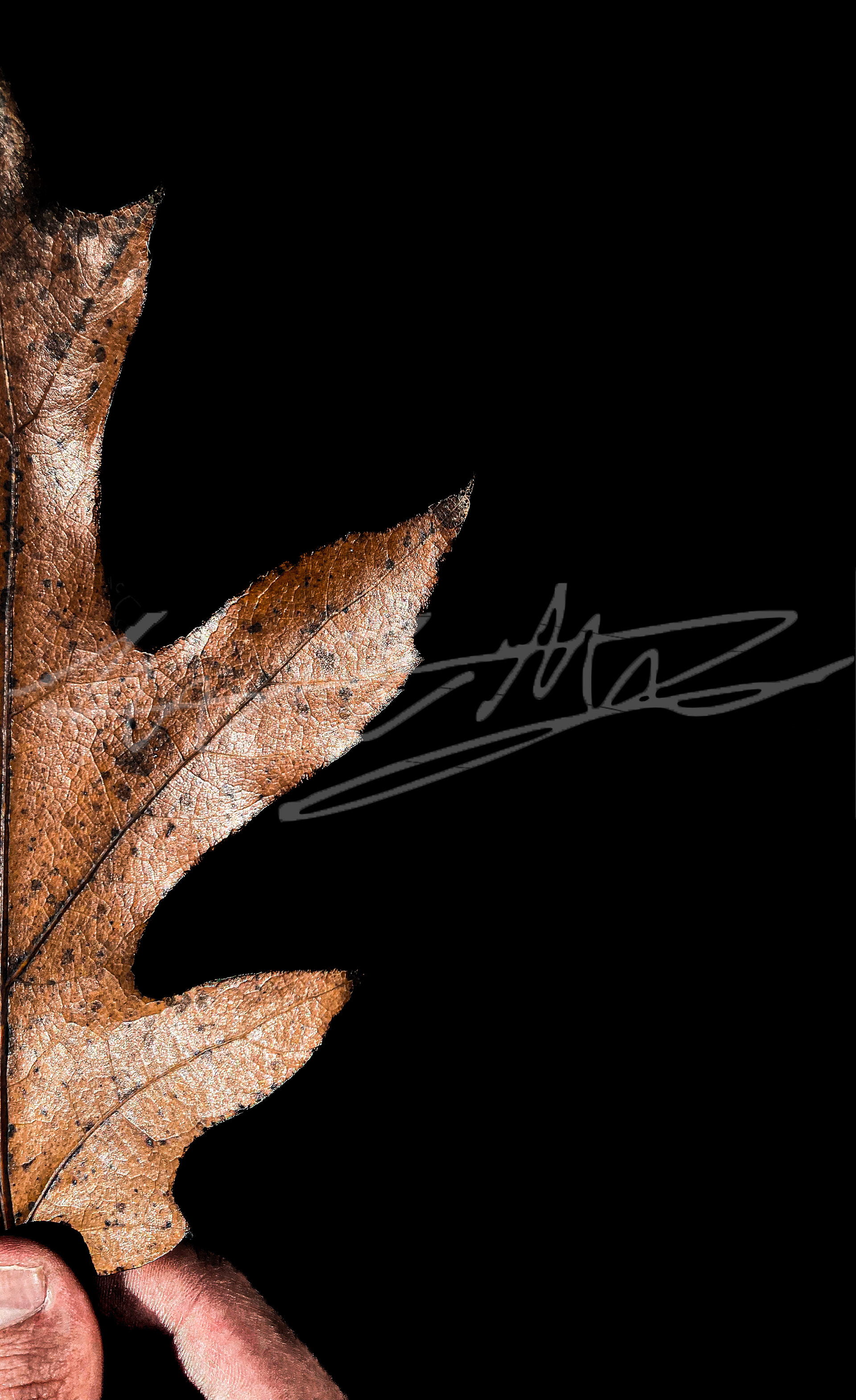 "Holding A Leaf Left"