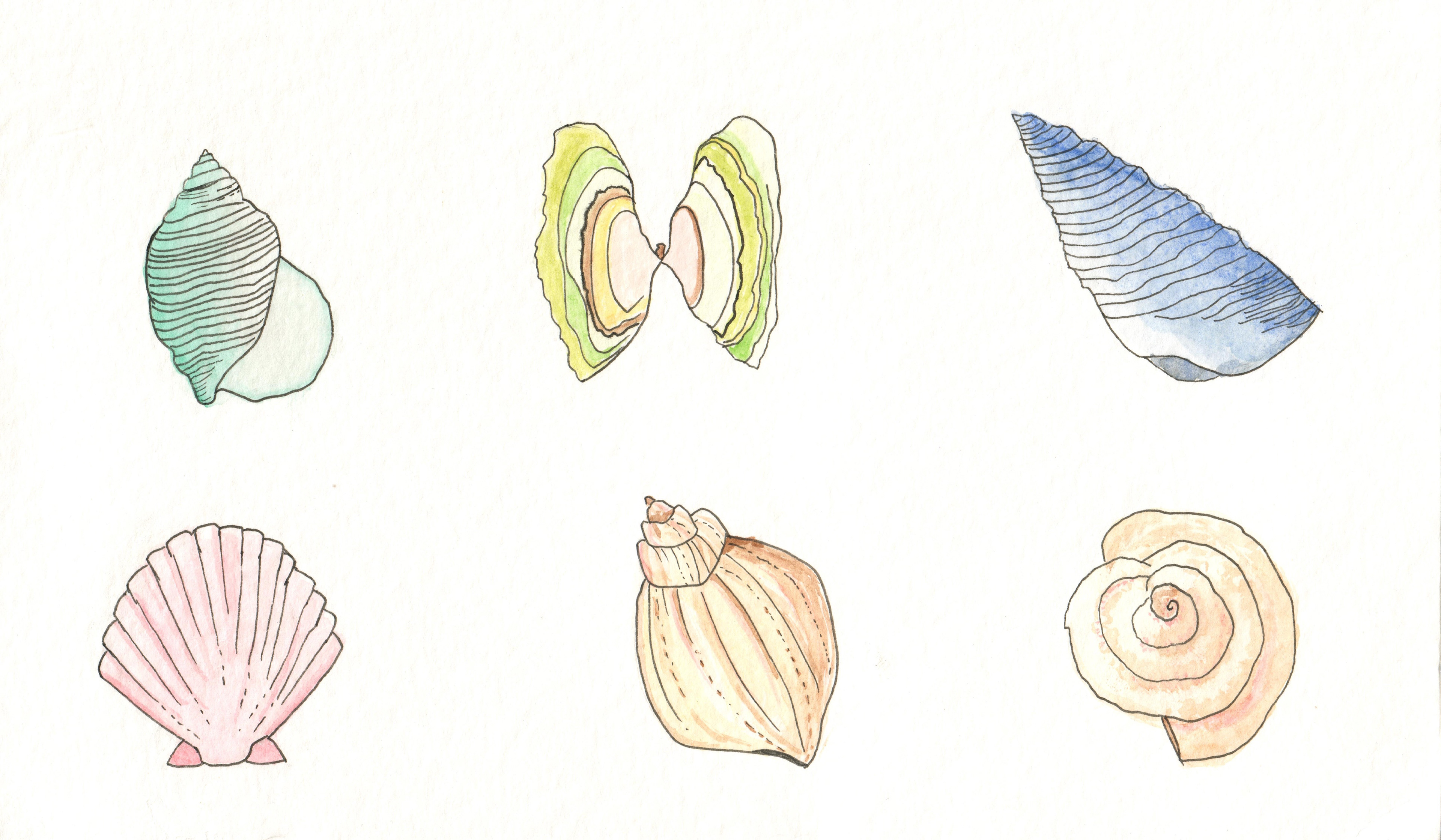 watercolor + ink study