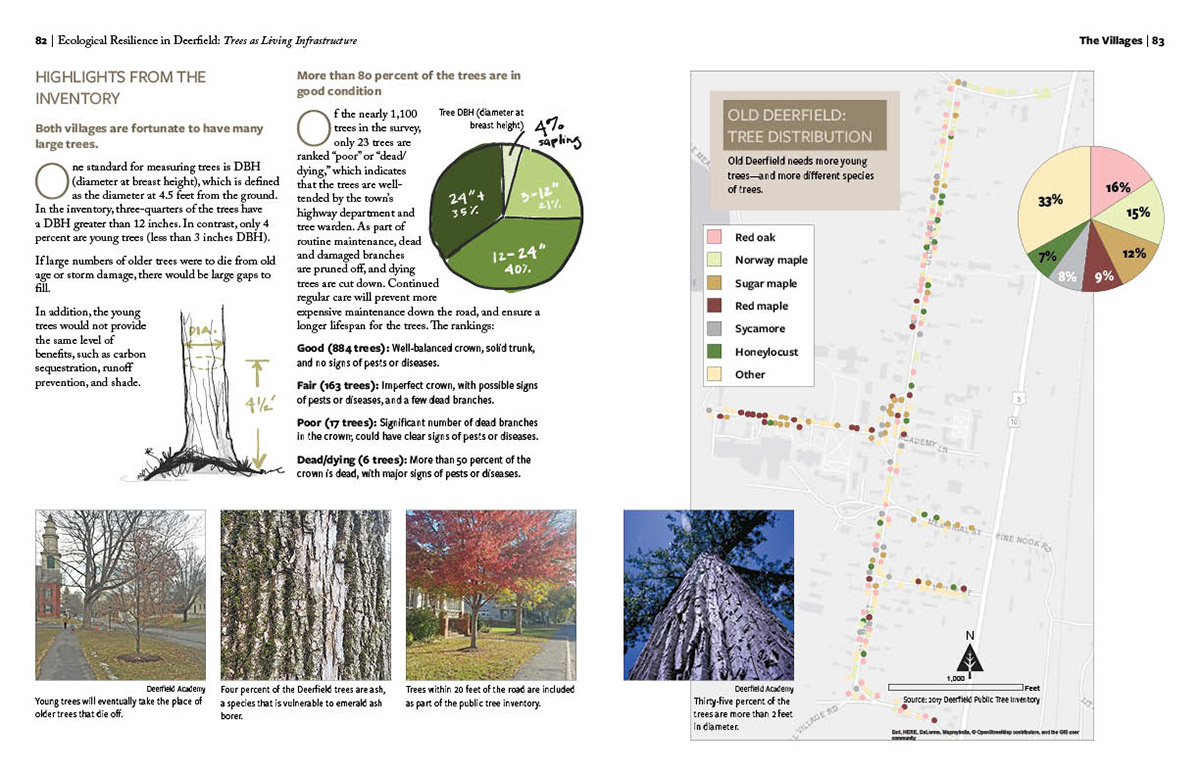 Highlights from the town's tree inventory