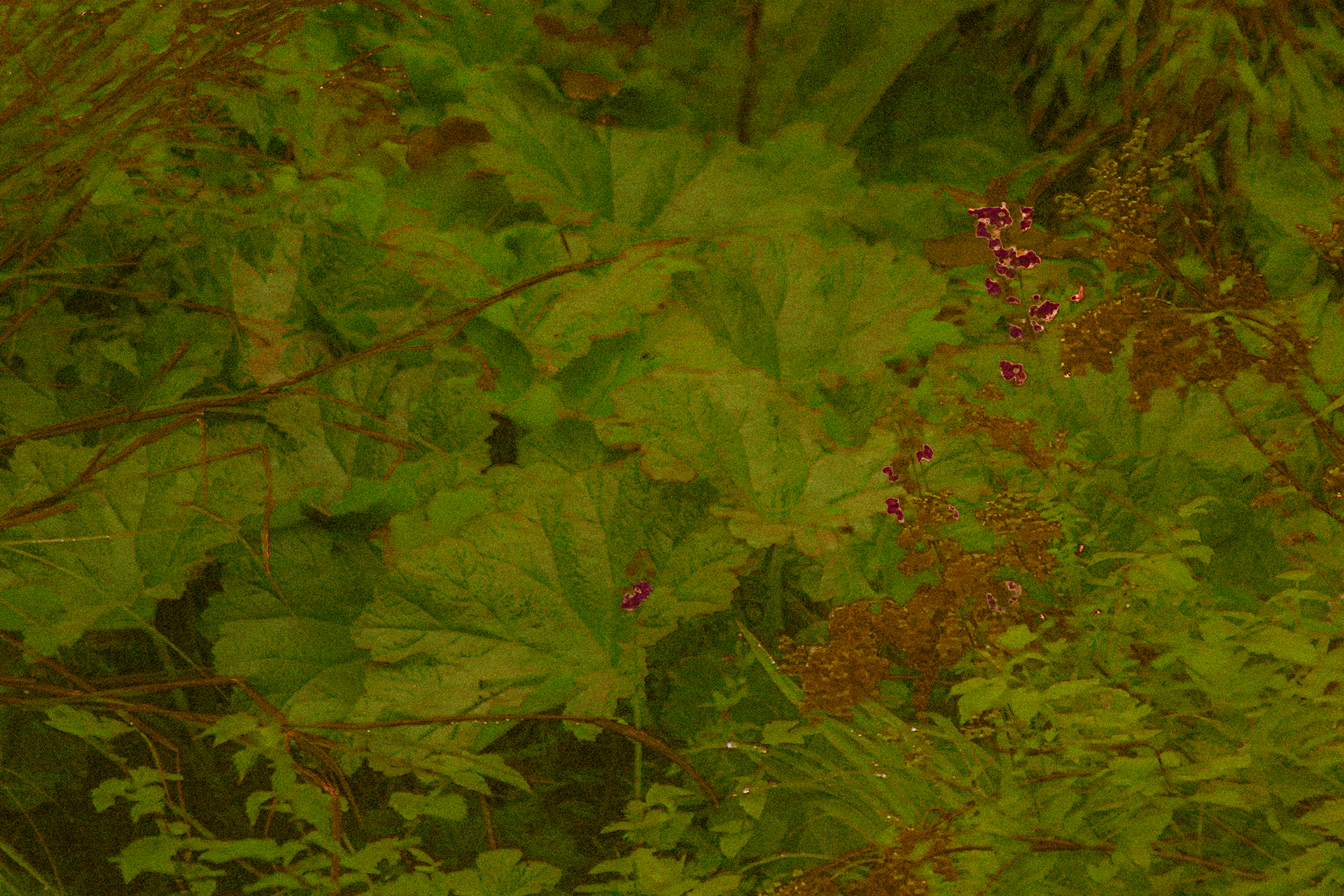 Rhubarb Leaves