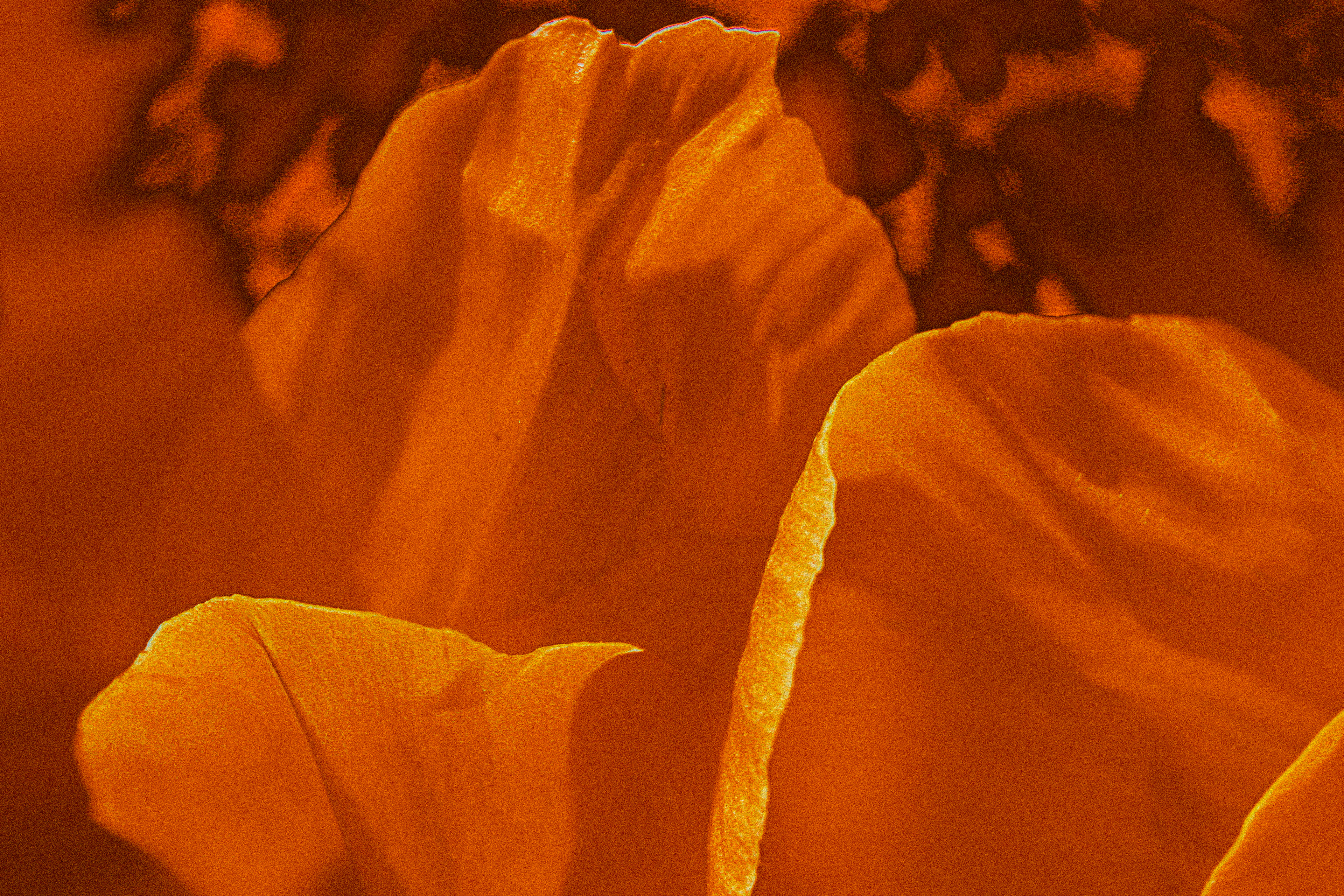 Flower Petals