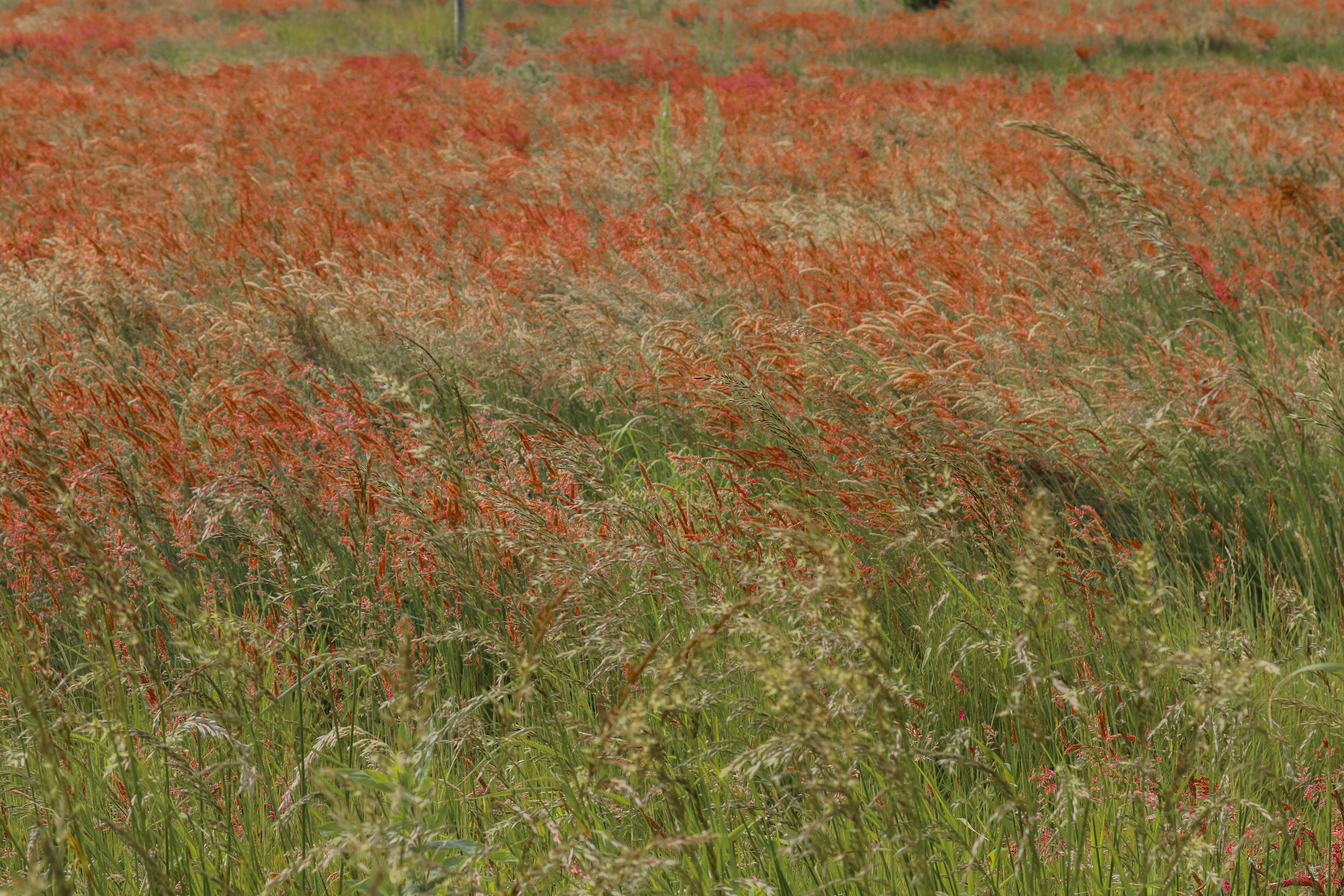 Field