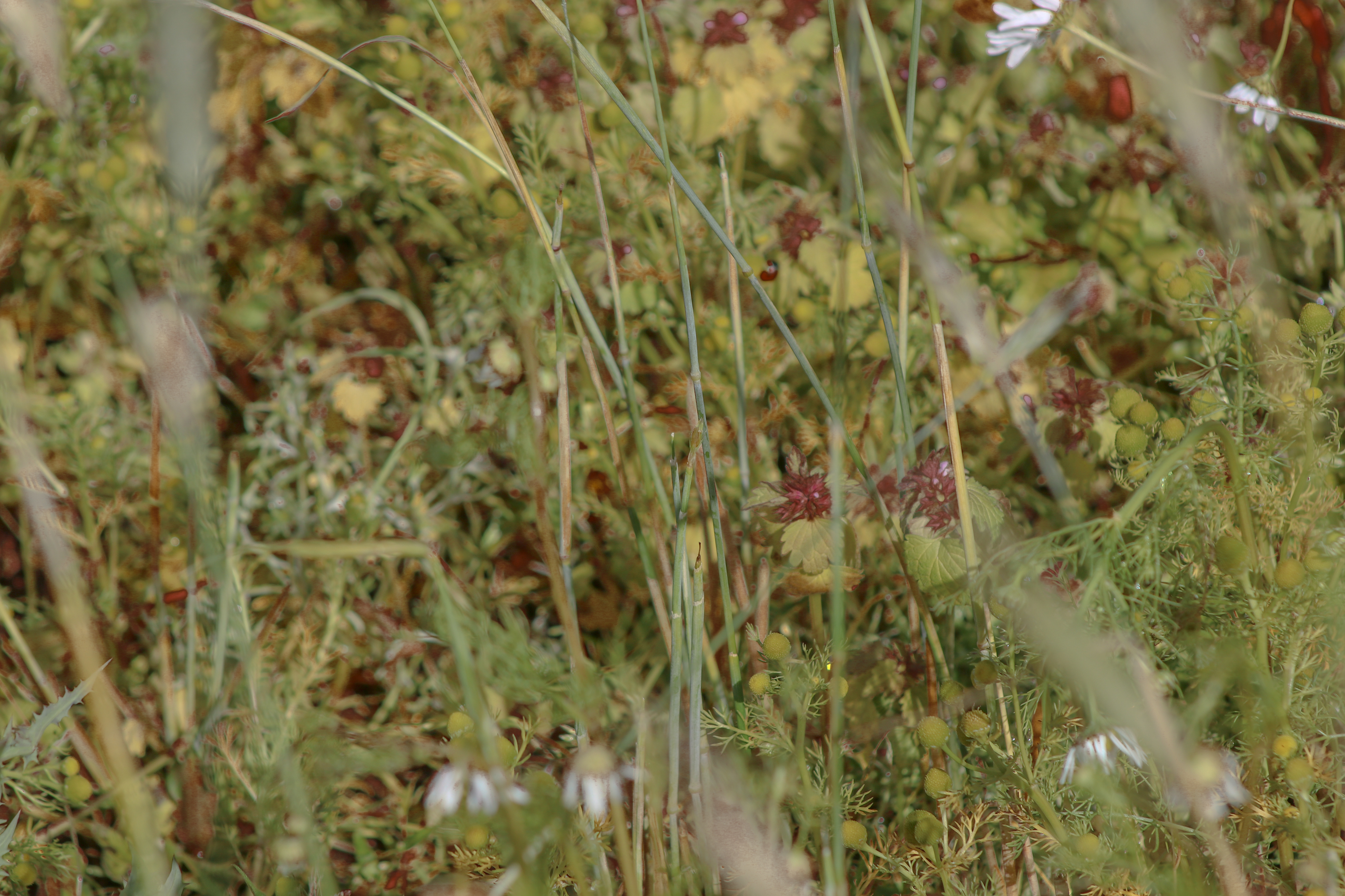 Within the Grass