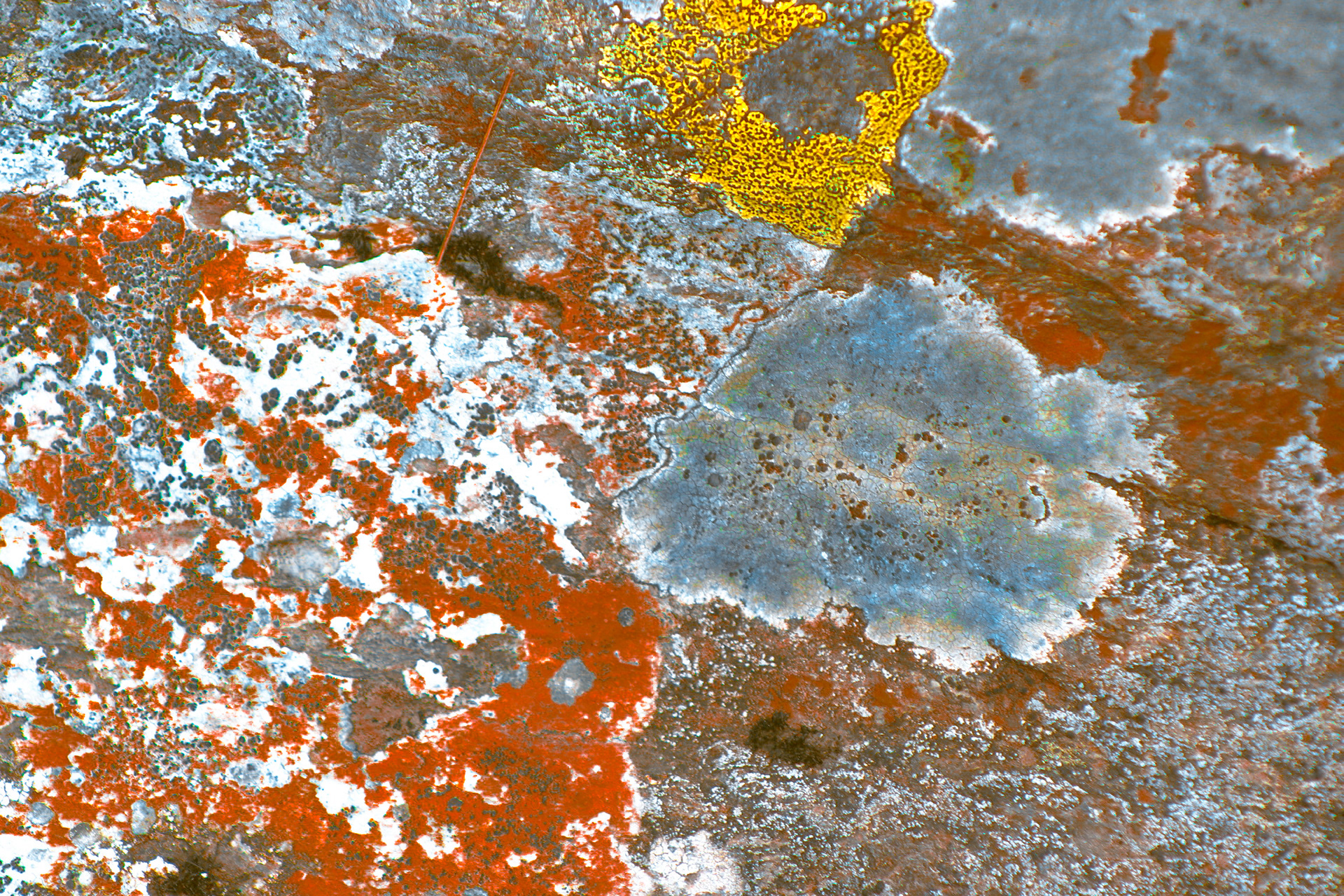 Lichen