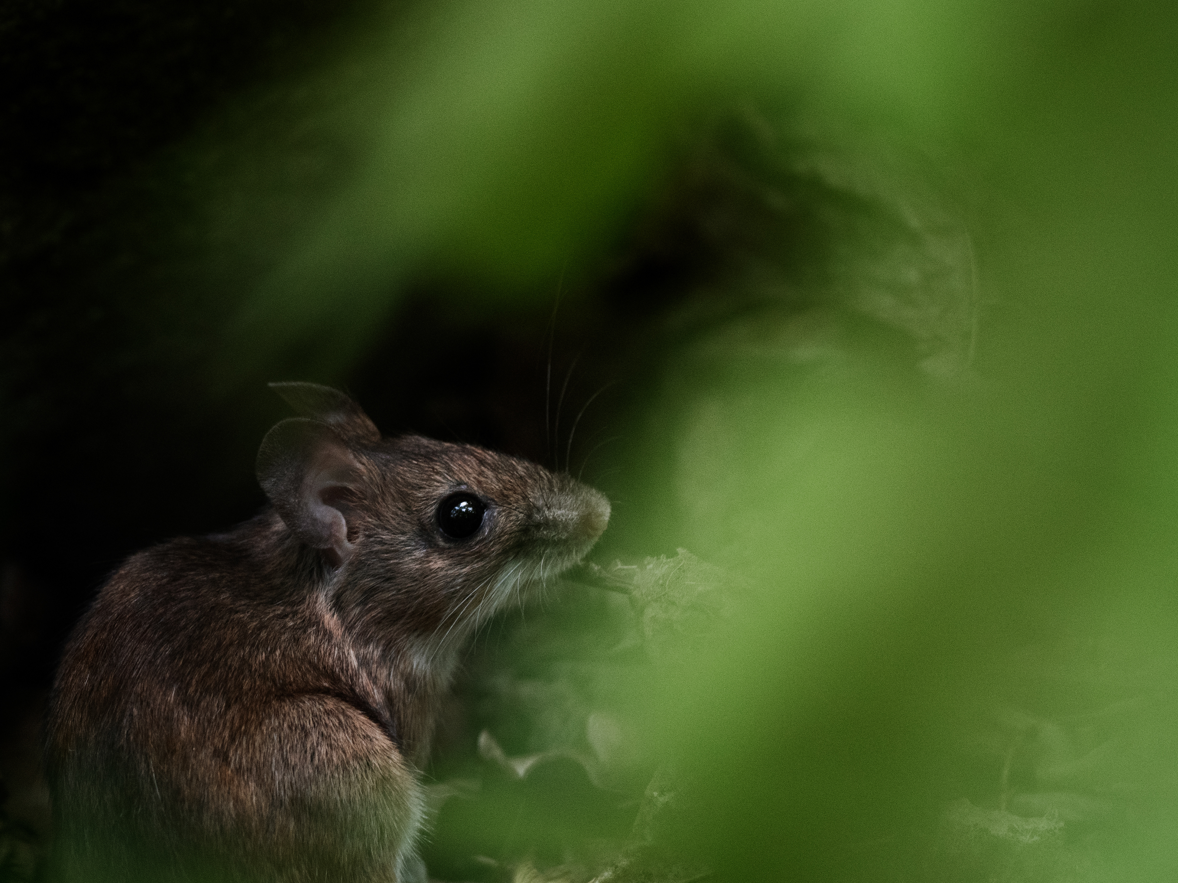 The fieldmouse