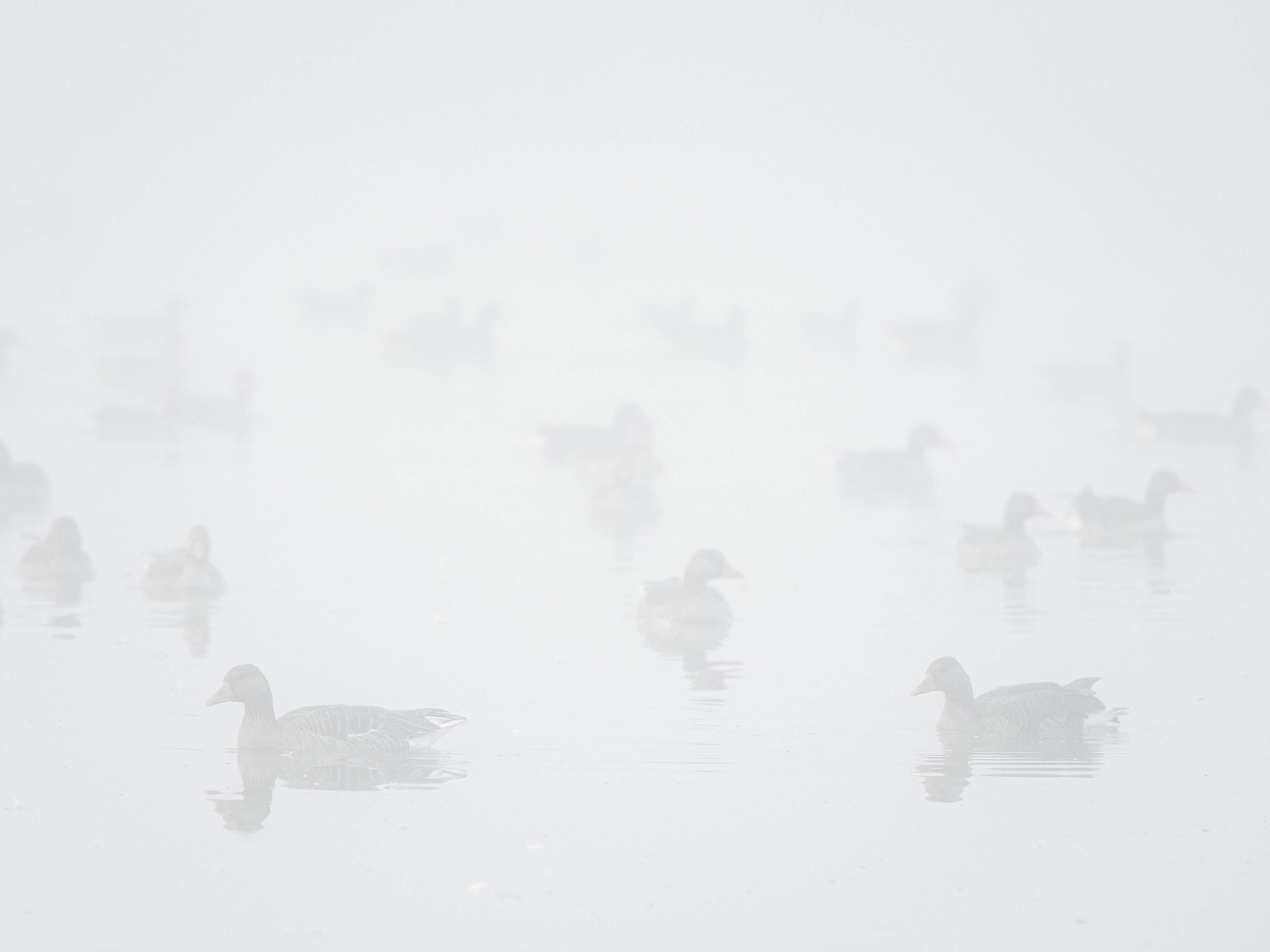 Geese