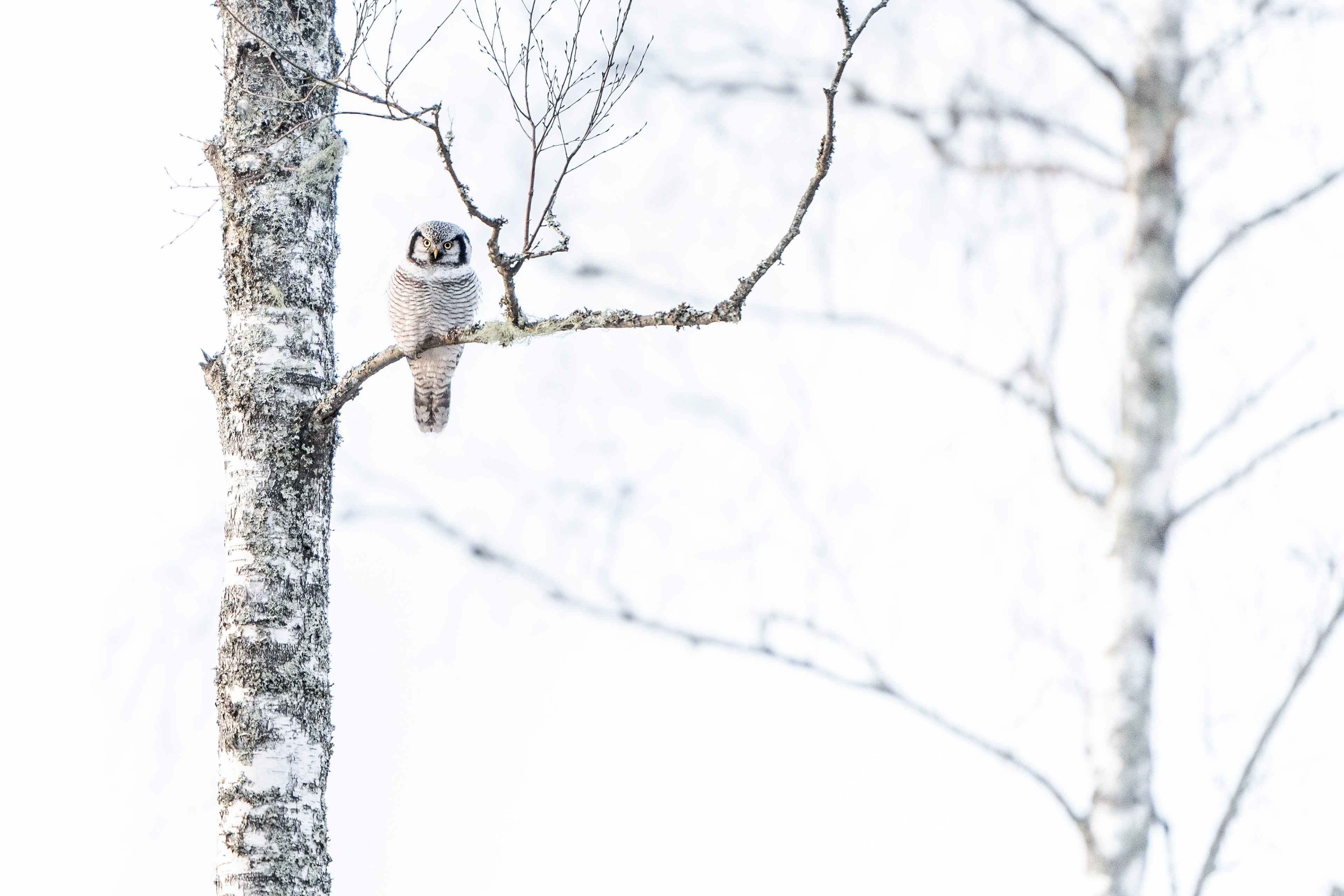 Northern Hawk-Owl